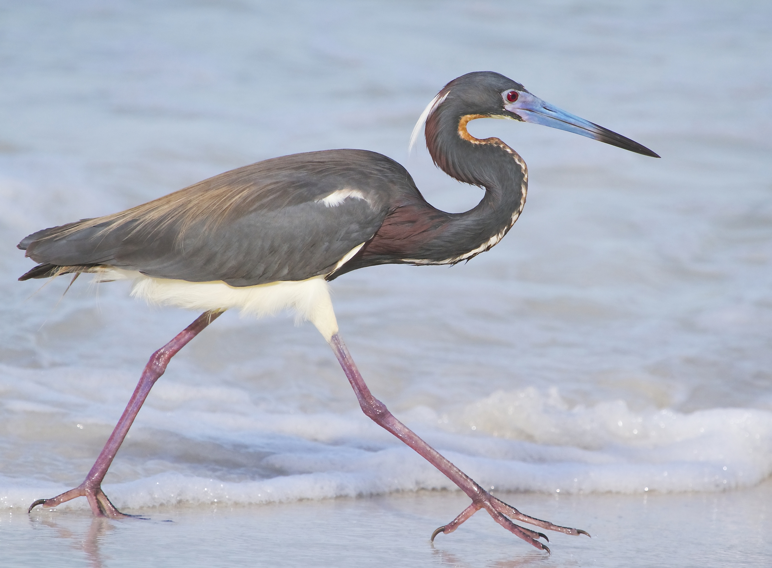 May followed with a Wild Amelia contest award winner and Calendar cover of this Tricolored Heron "Trucking" down the beach