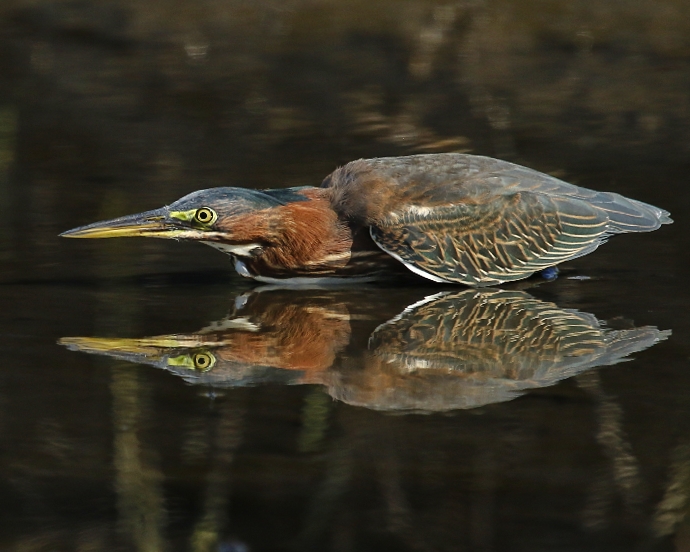 I had to get real low to capture this Little Green Heron on the Broward in the heat of July