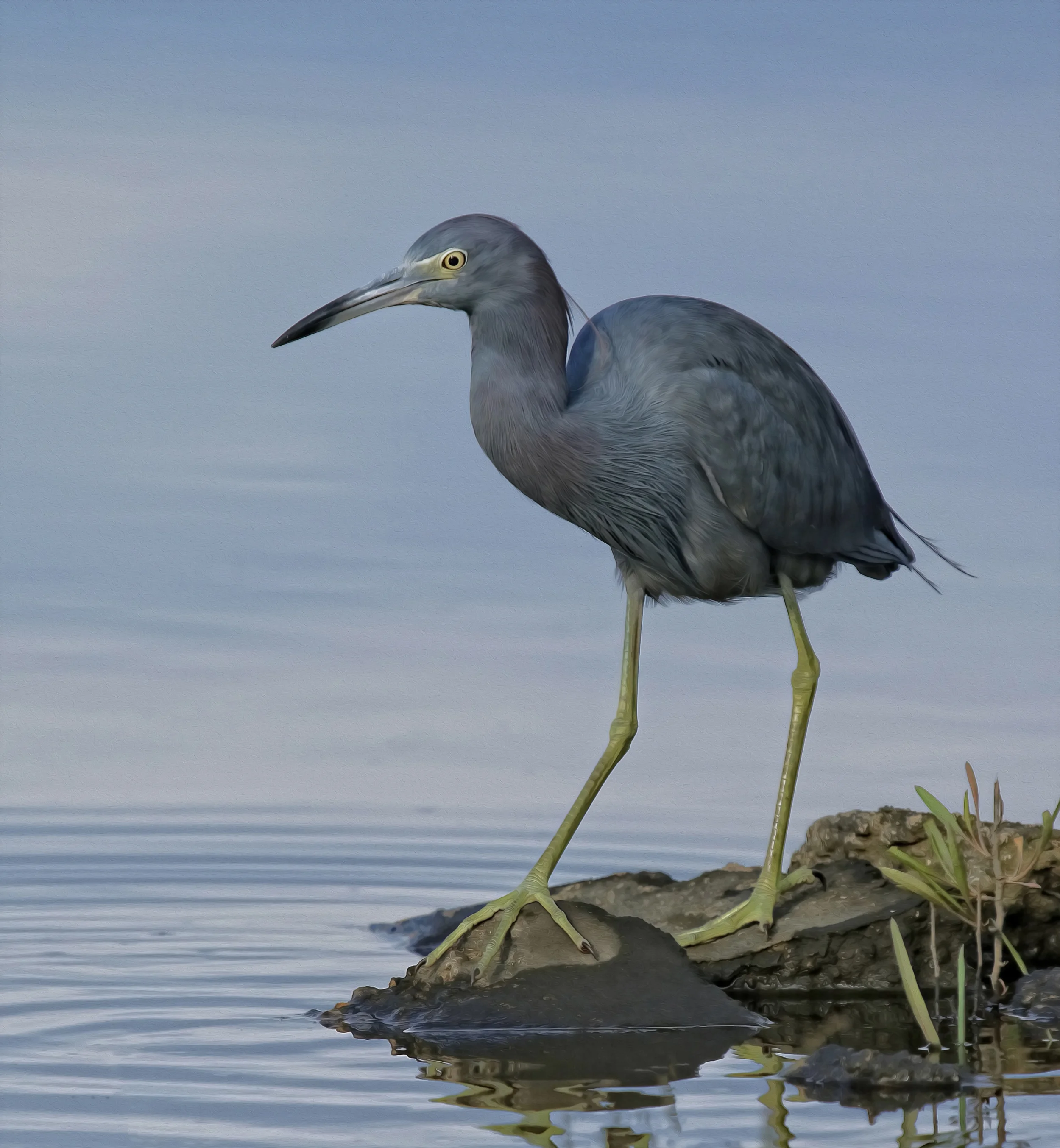 Broward Bob, a Little Blue Heron gave me lots of photo opportunities in September..