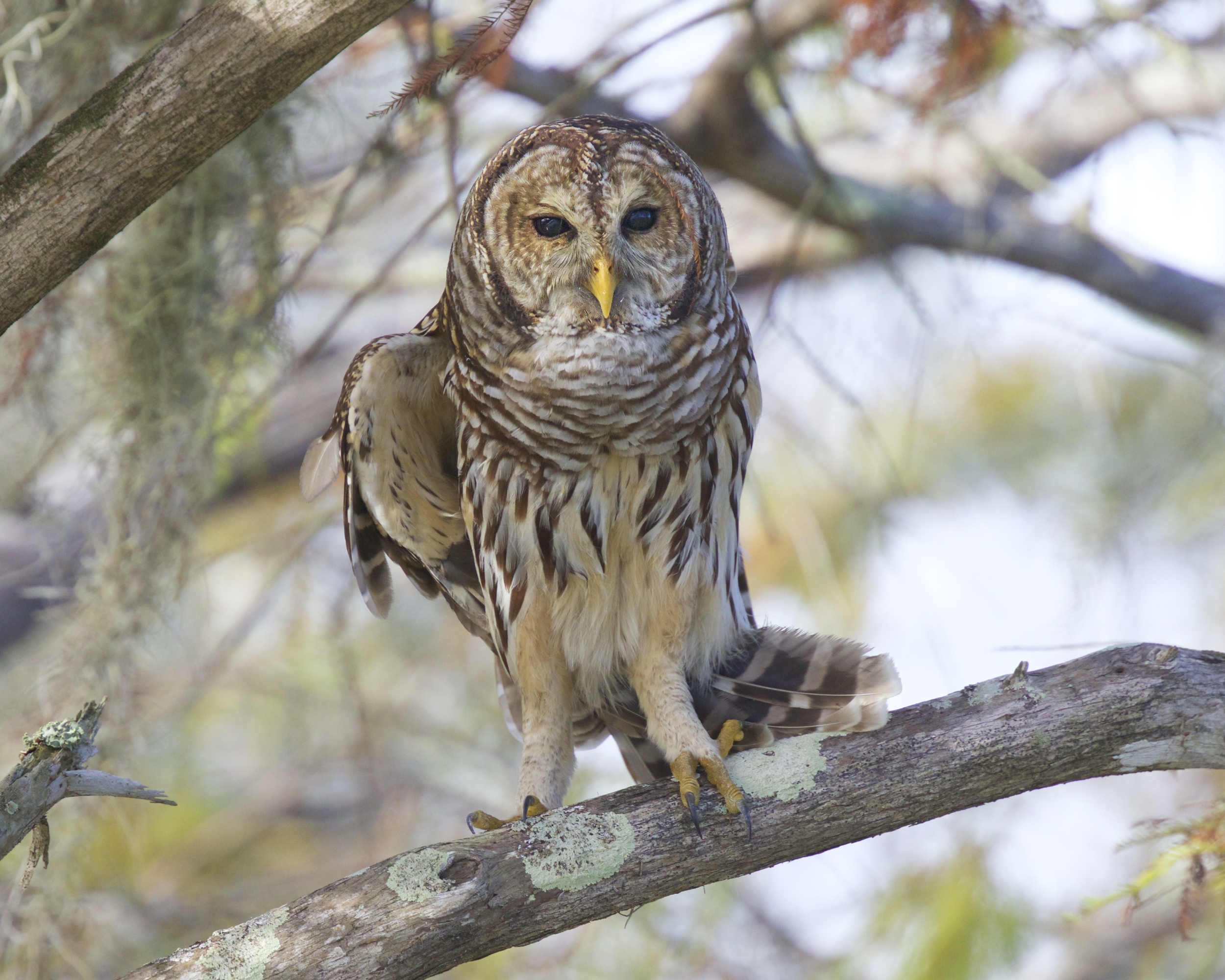 October brought a Happy "Owl-O-Ween" with this Barred Owl capture.