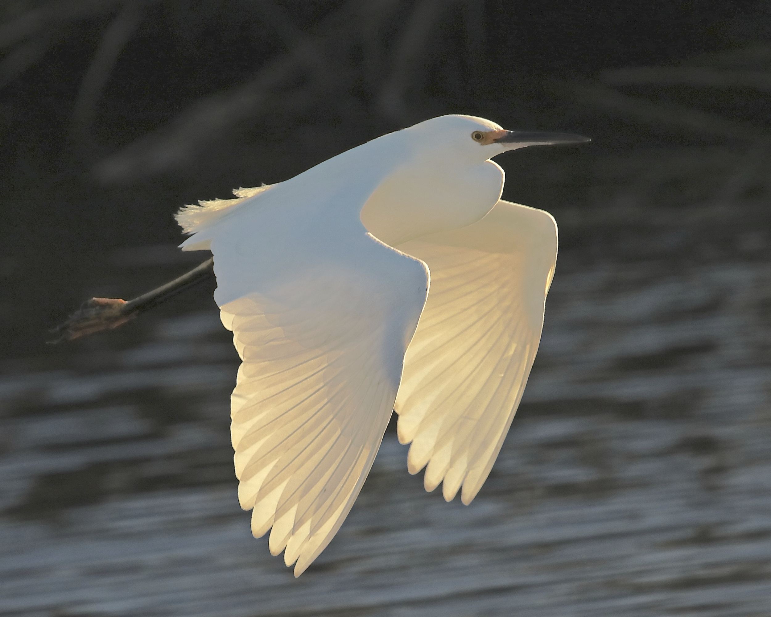 We closed the year 2015 with this Viewbug award winning winter photo of a Snowy Egret called Sunset Glow for December..the new challenge begins..