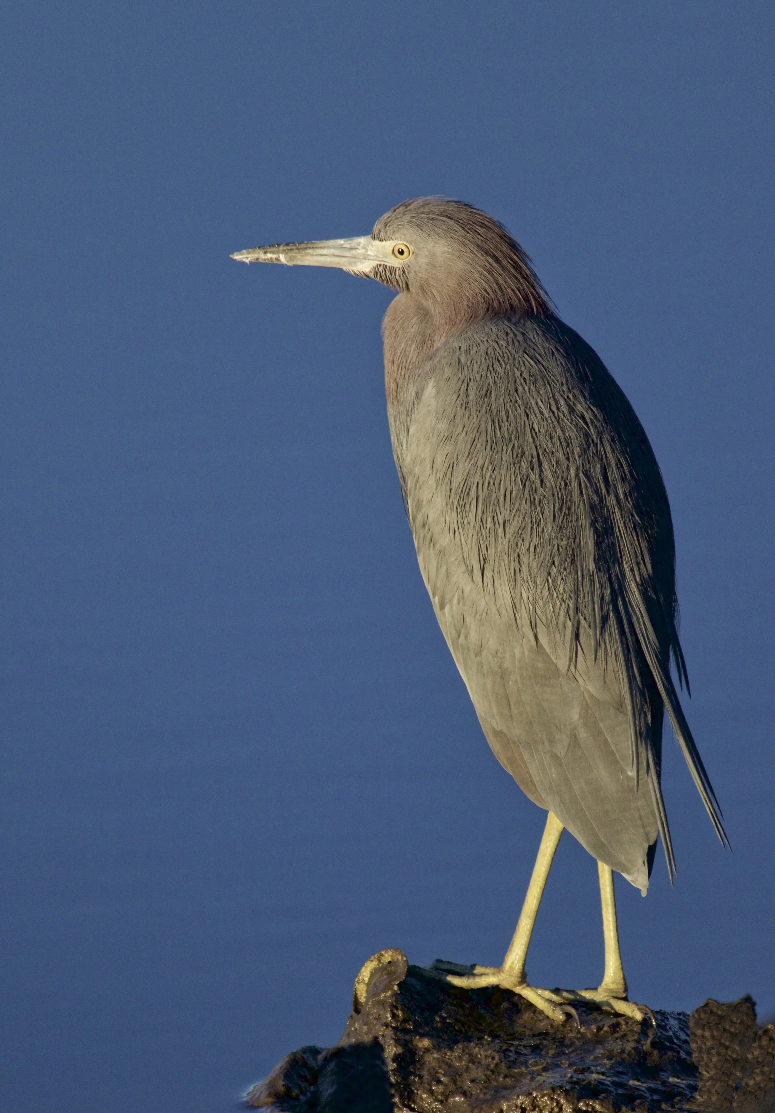 Broward Bob, stands quietly enjoying the morning light..for a moment that is..