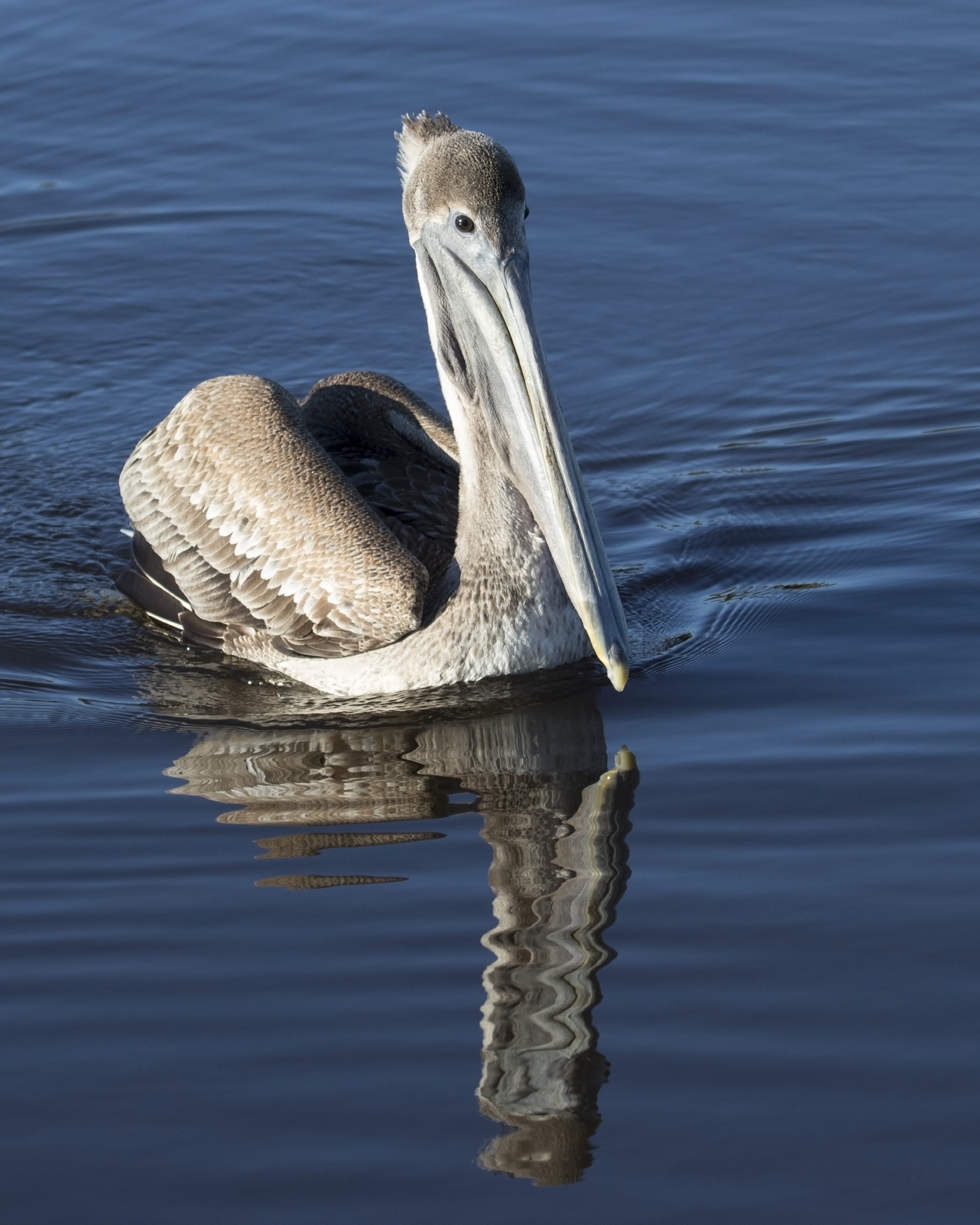 I hear a splash and look up to see this Brown Pelican Juvenile swimming towards me..its reflection distorted by the waves it creates ahead of its path.