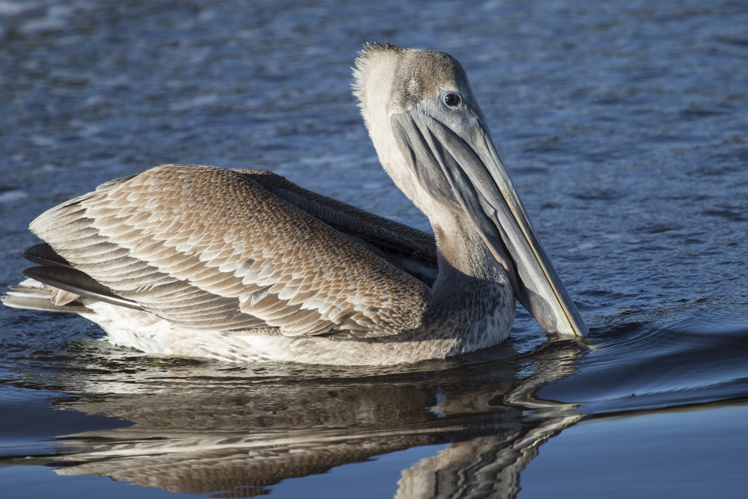 The Pelican swims right up to my feet and I can no longer retain focus, it is too close for the lens..sorta like life, some things need to be kept at the right distance to be in focus..