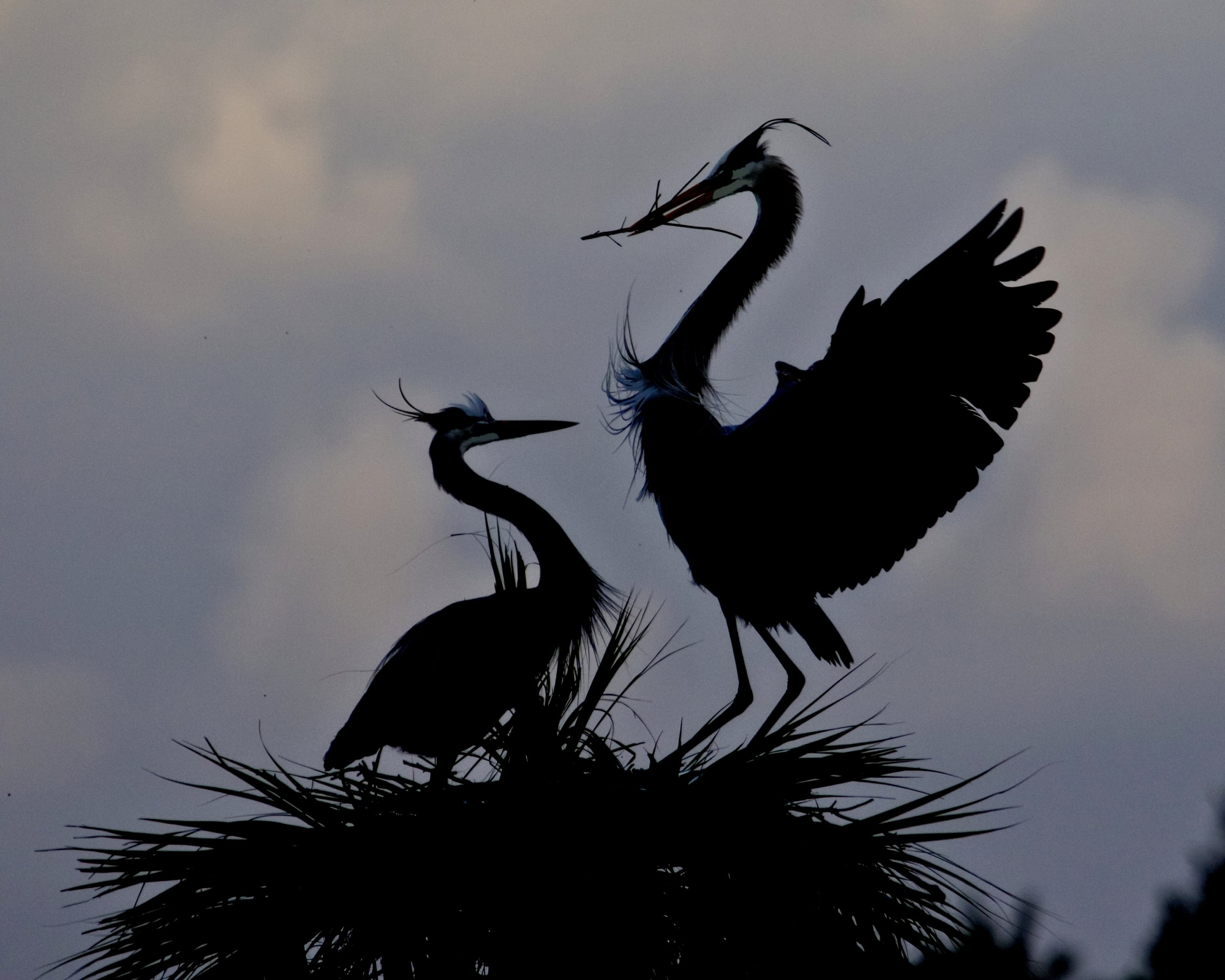 Gus and Greta, the Great Blue Herons were still busy preparing for the next generation..