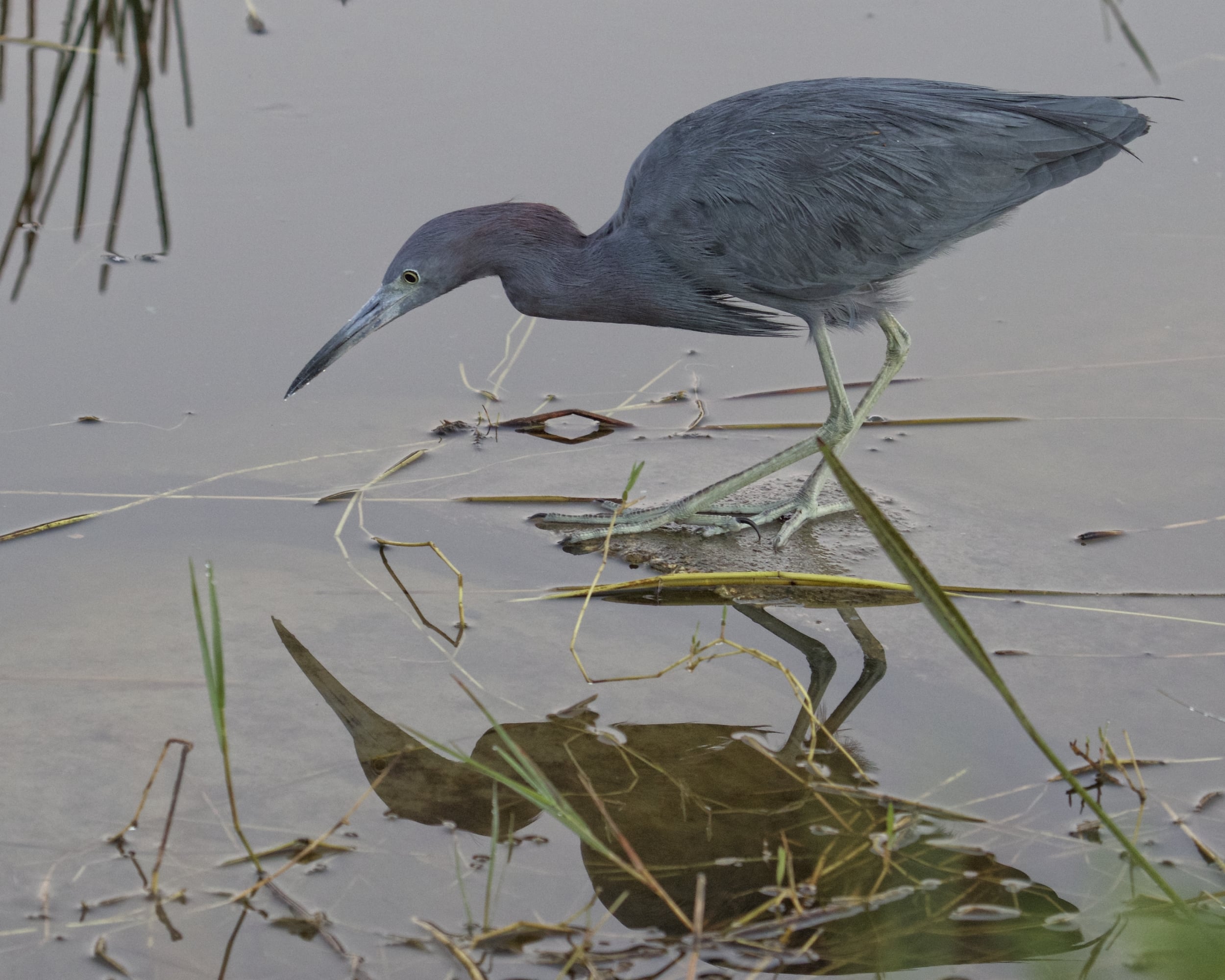A Little Blue Heron hunts for minnows at the waters edge near my feet.