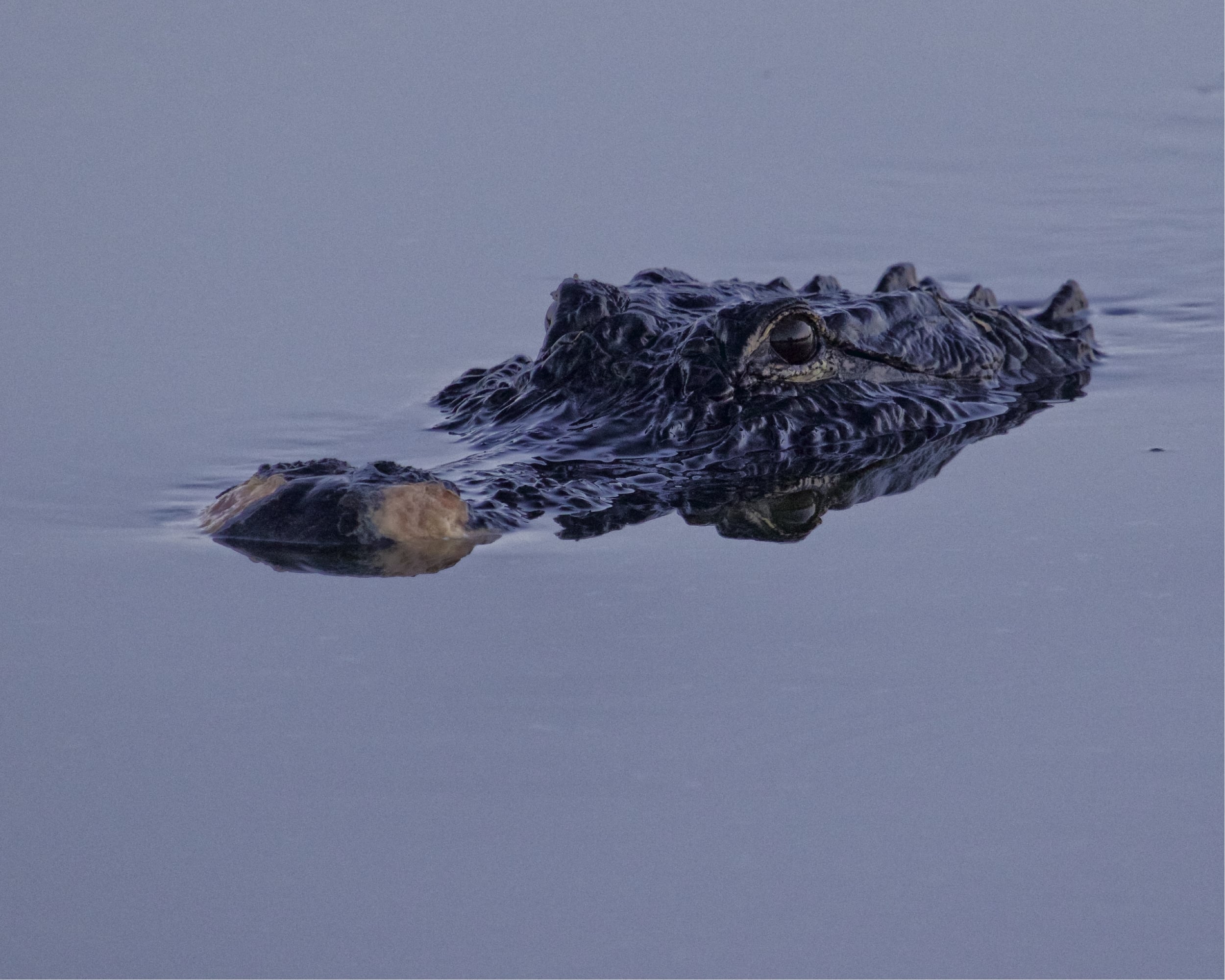 The gator stops within about 10 feet from me and slowly begins to submerge..