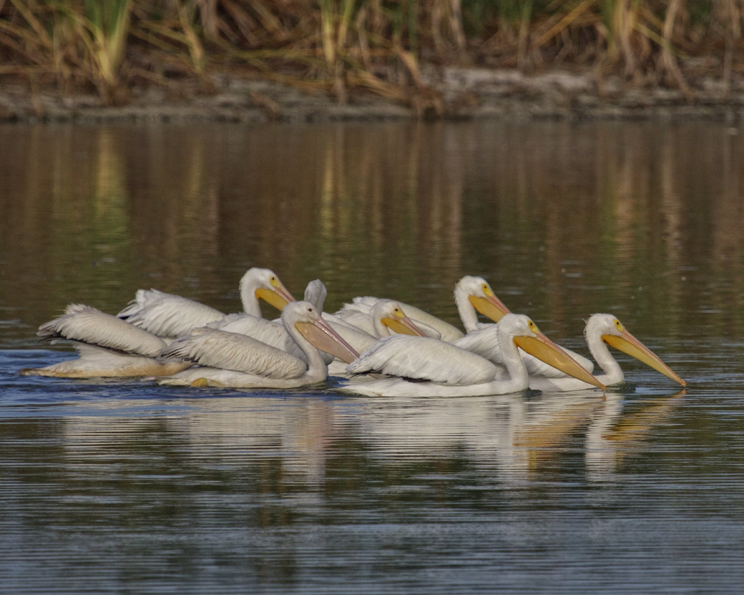Dozens of White Pelicans were indeed enjoying the easy pickings in the low water level of the click pond.