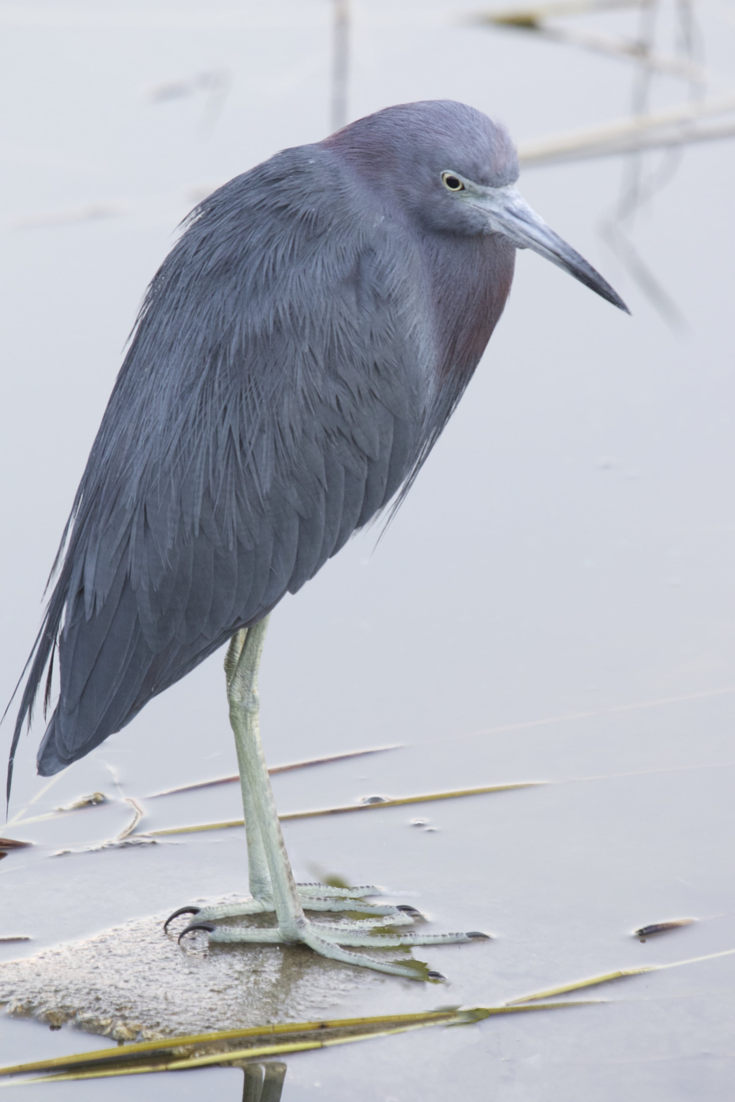 That sixth sense told the Little Blue Heron, it's time to go....I took the hint and backed away...time to go find those pelicans..