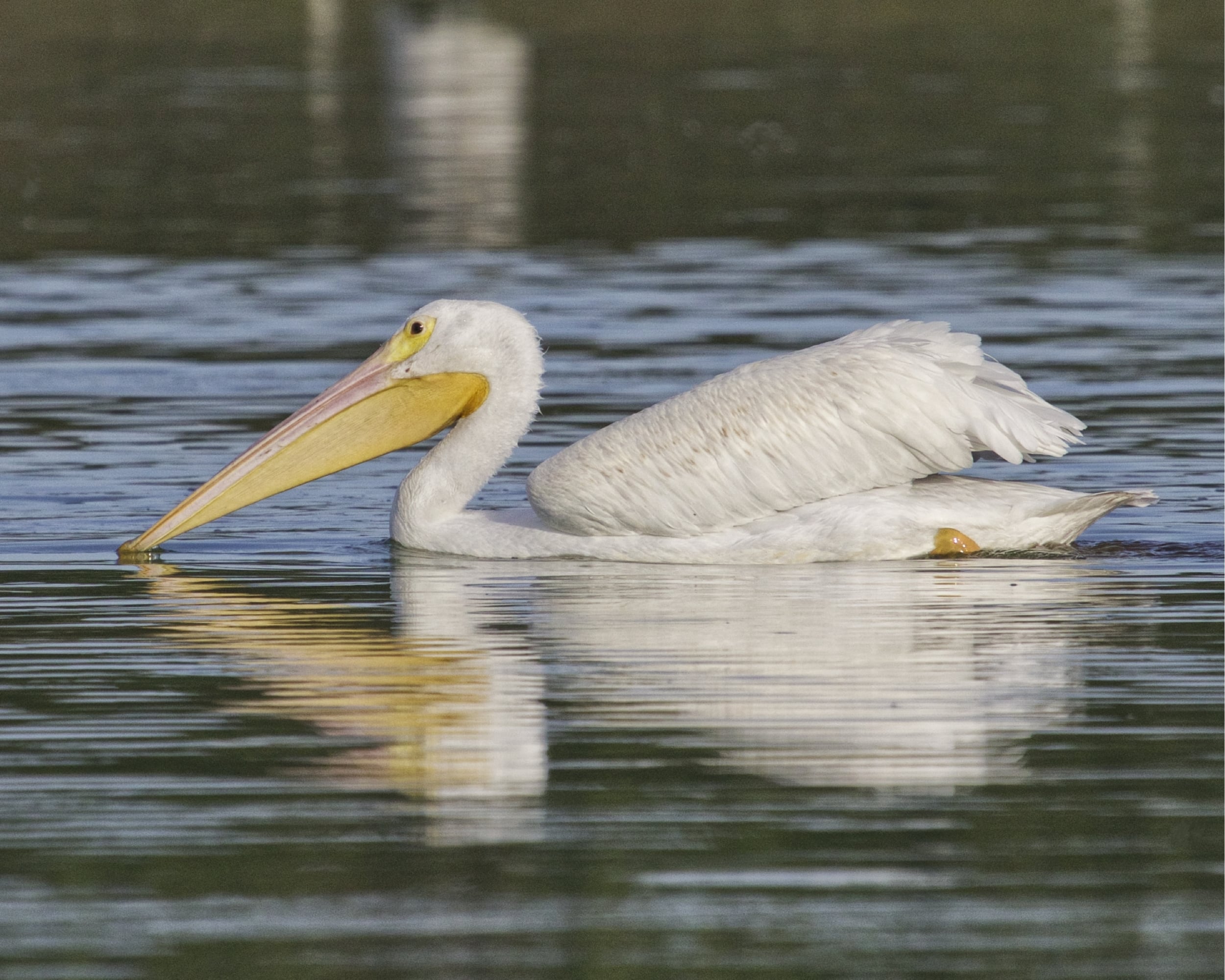 When this White Pelican drifted by I was not too worried..so peaceful..