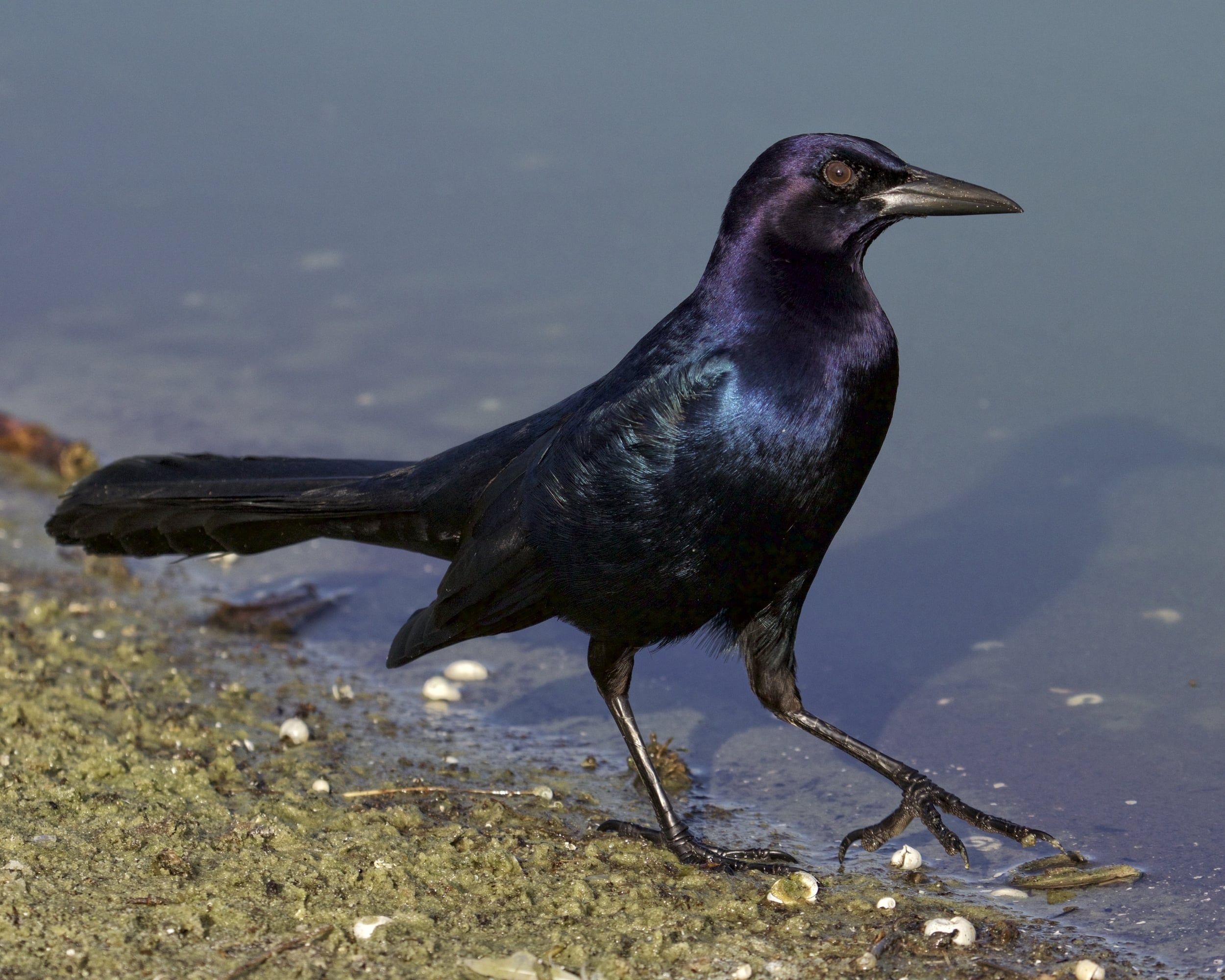 All was well until this Boat-tailed Grackle decided to peck at my feet..
