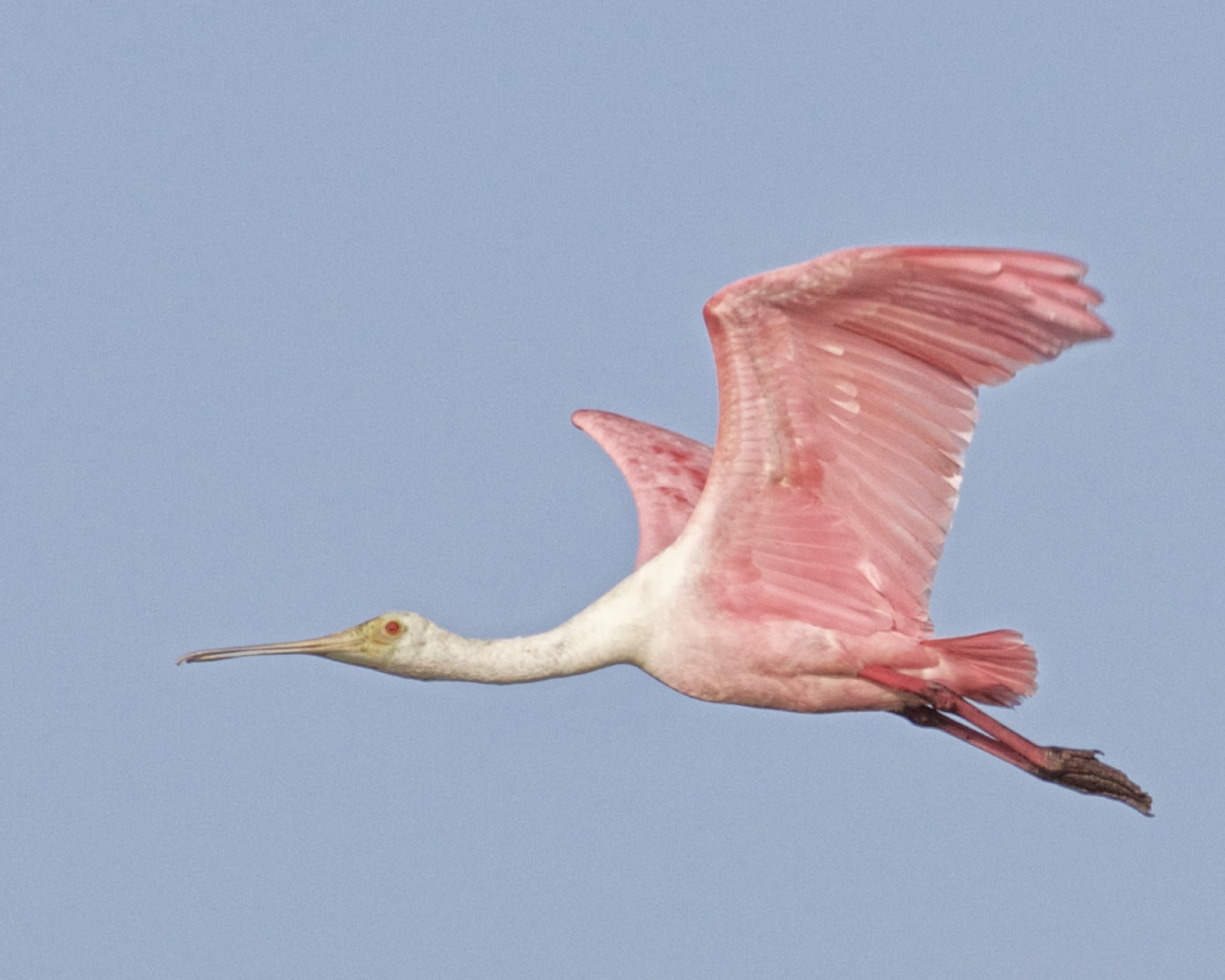 I then decided to head back to the other ponds as did this Roseate Spoonbill. 