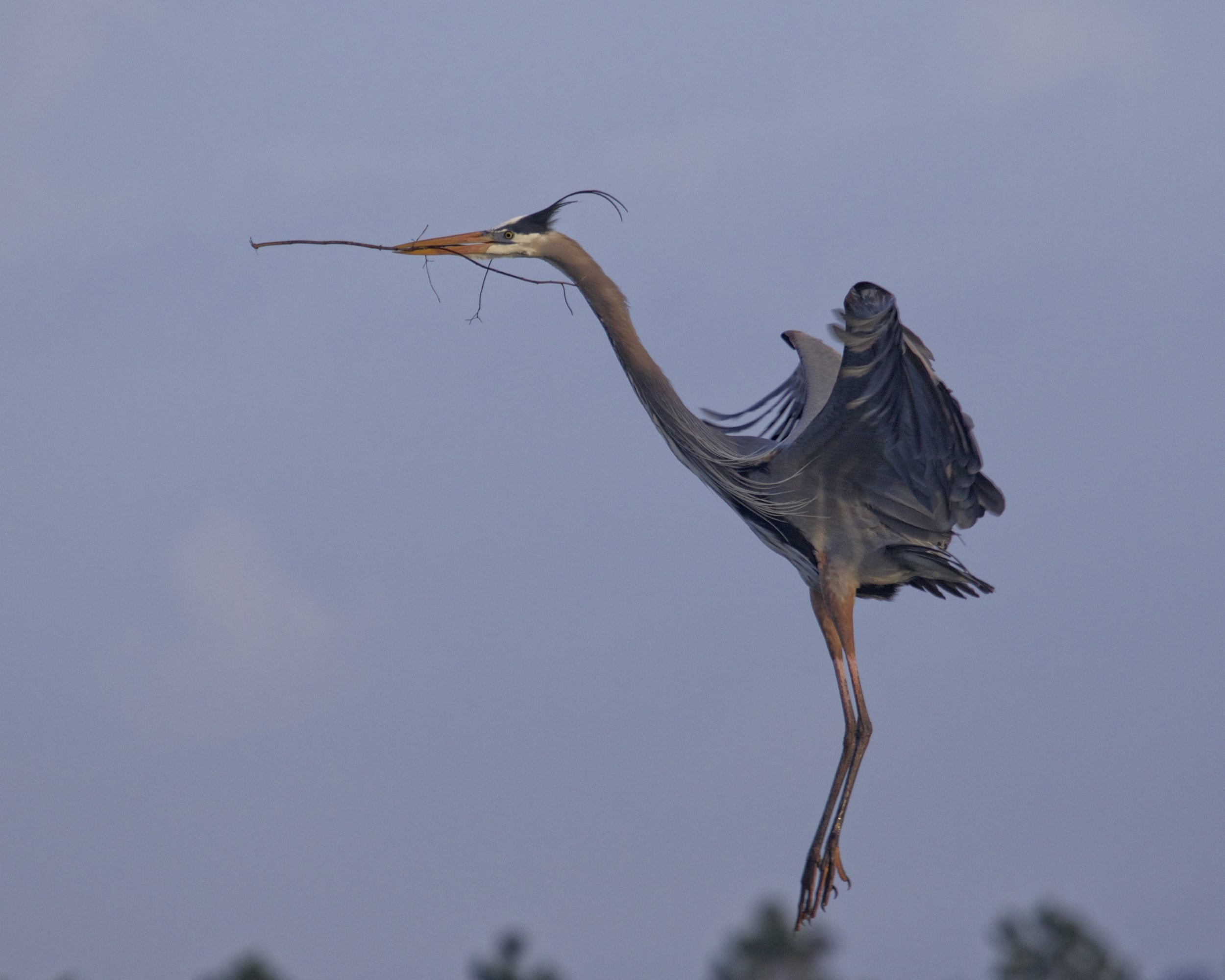 Gus was still busy bringing sticks to the nest..