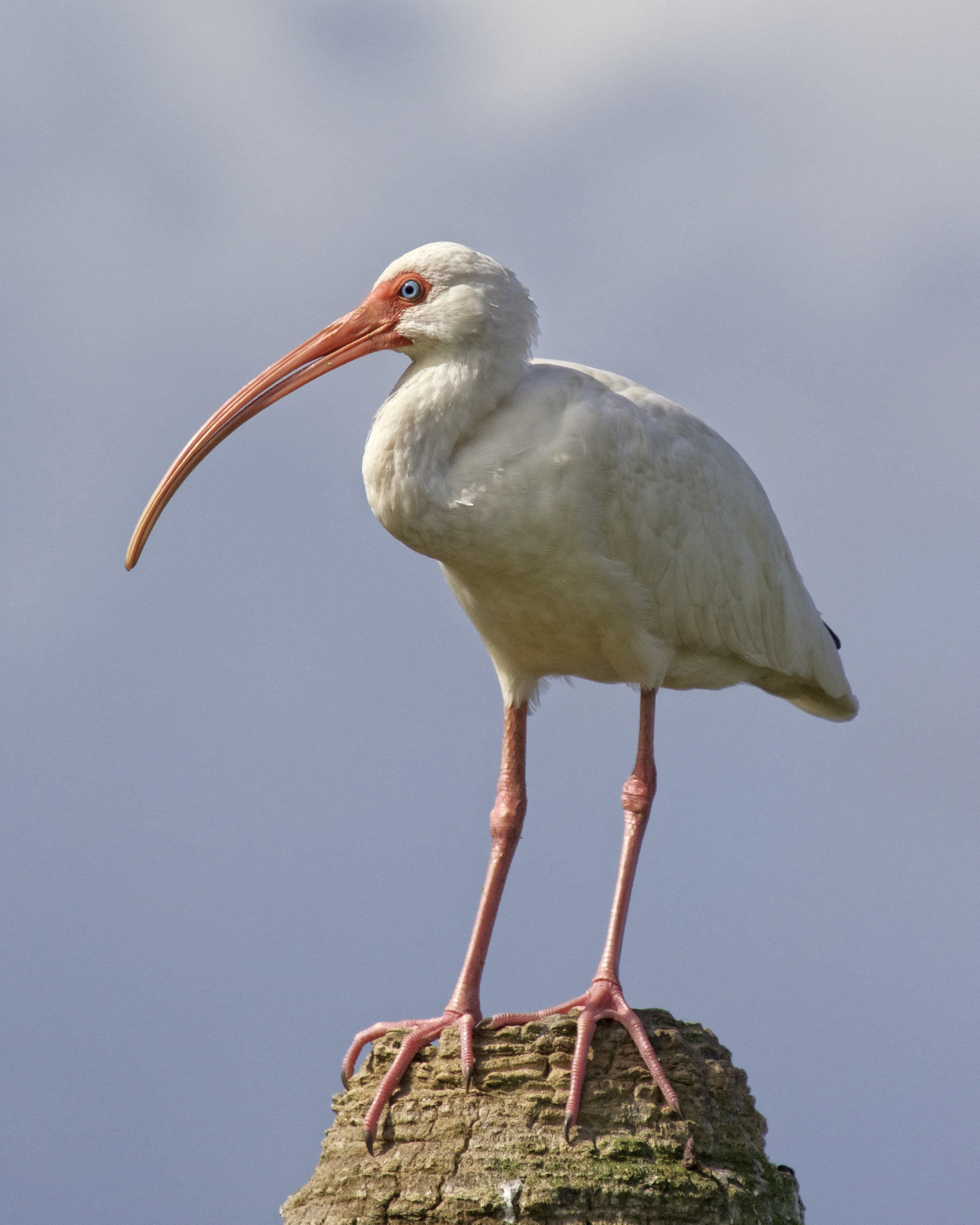 Ole Blue Eyes, the White Ibis says see ya later..watch out for the Gator!