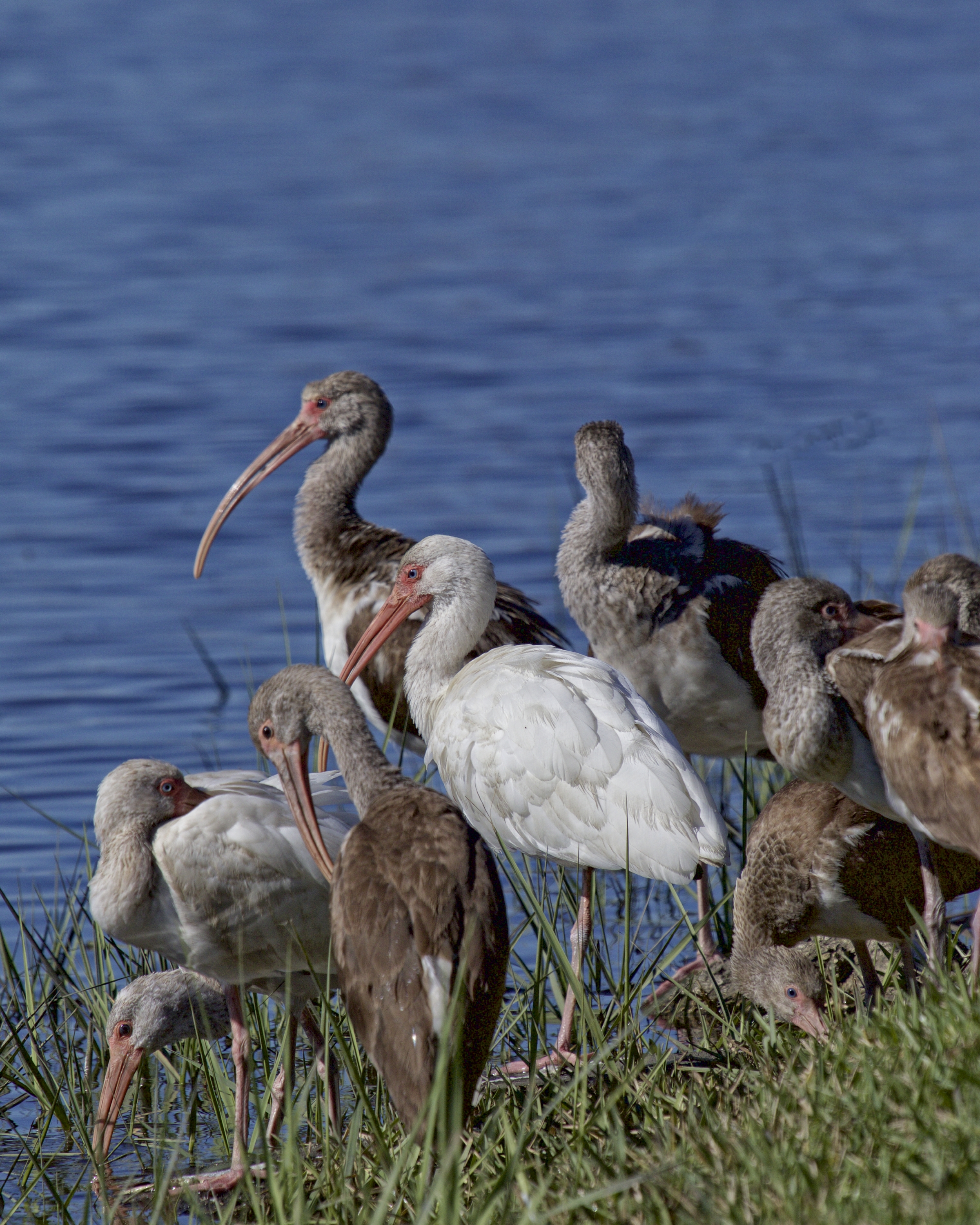 Shall we gather at the river? ..a small flock of immature White Ibis have been feeding in the back yard the past few weeks..