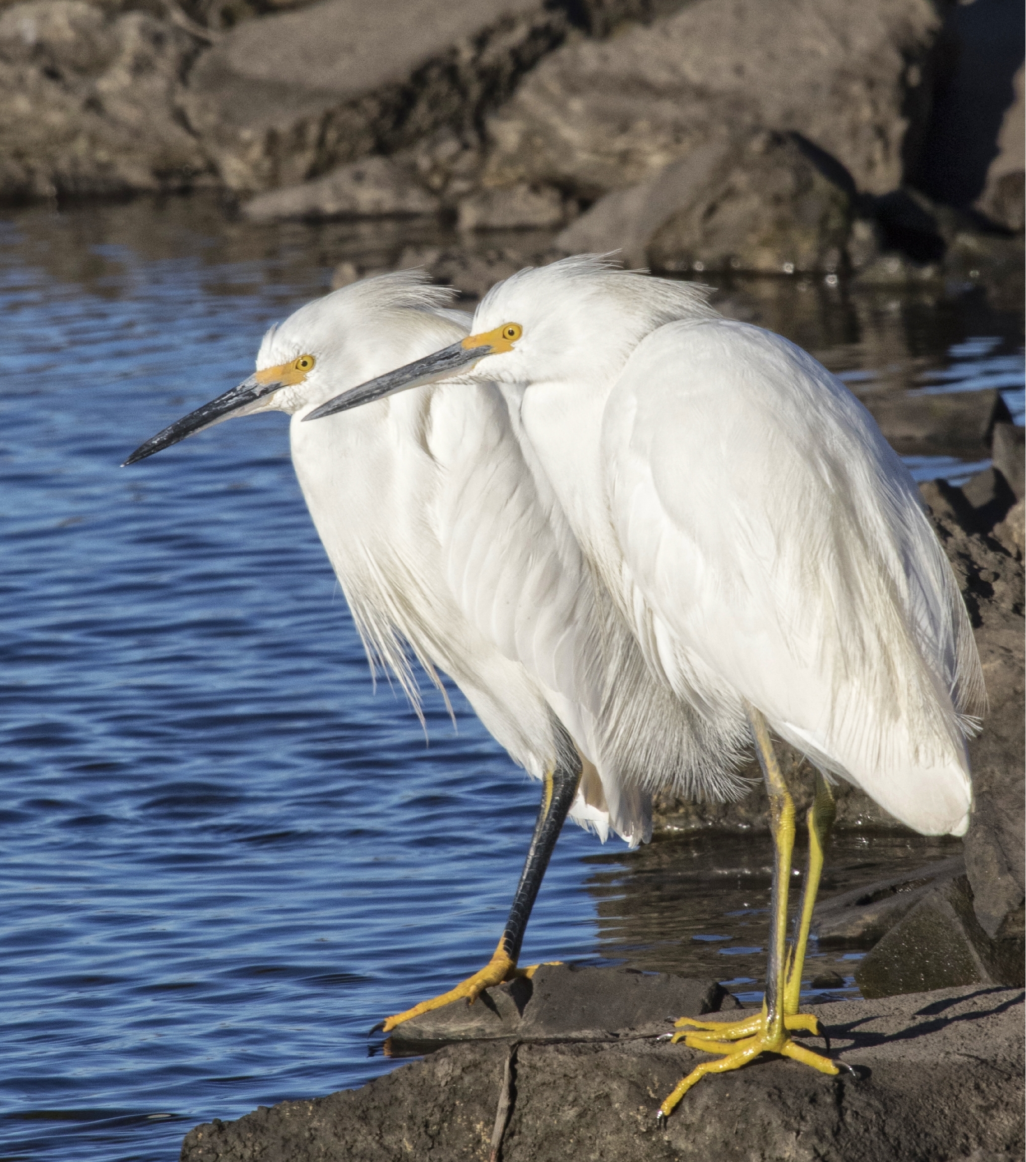Double Trouble in the form of two Snowy Egrets waiting for the tide to turn and feed...