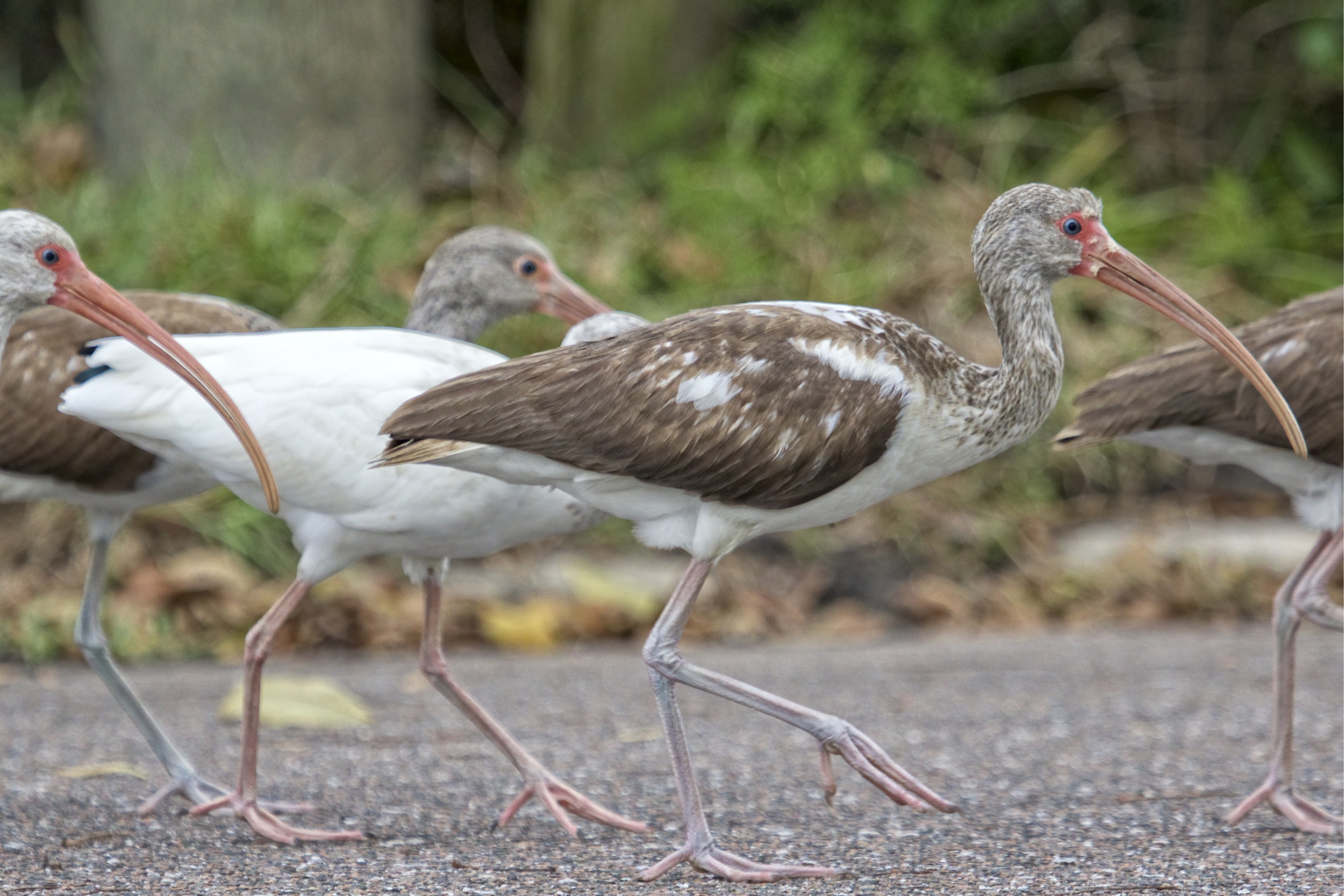 The Immature White Ibis are brown and eventually the feathers turn white..they walk right in front of me as I lay in the driveway.
