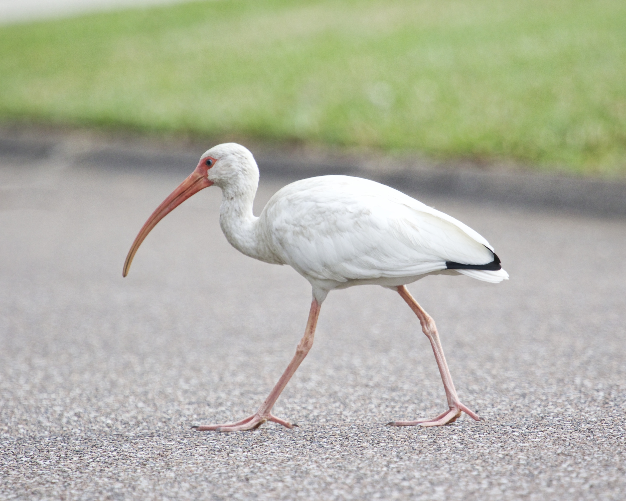 This young adult White Ibis has black wing tips and is nearly mature..