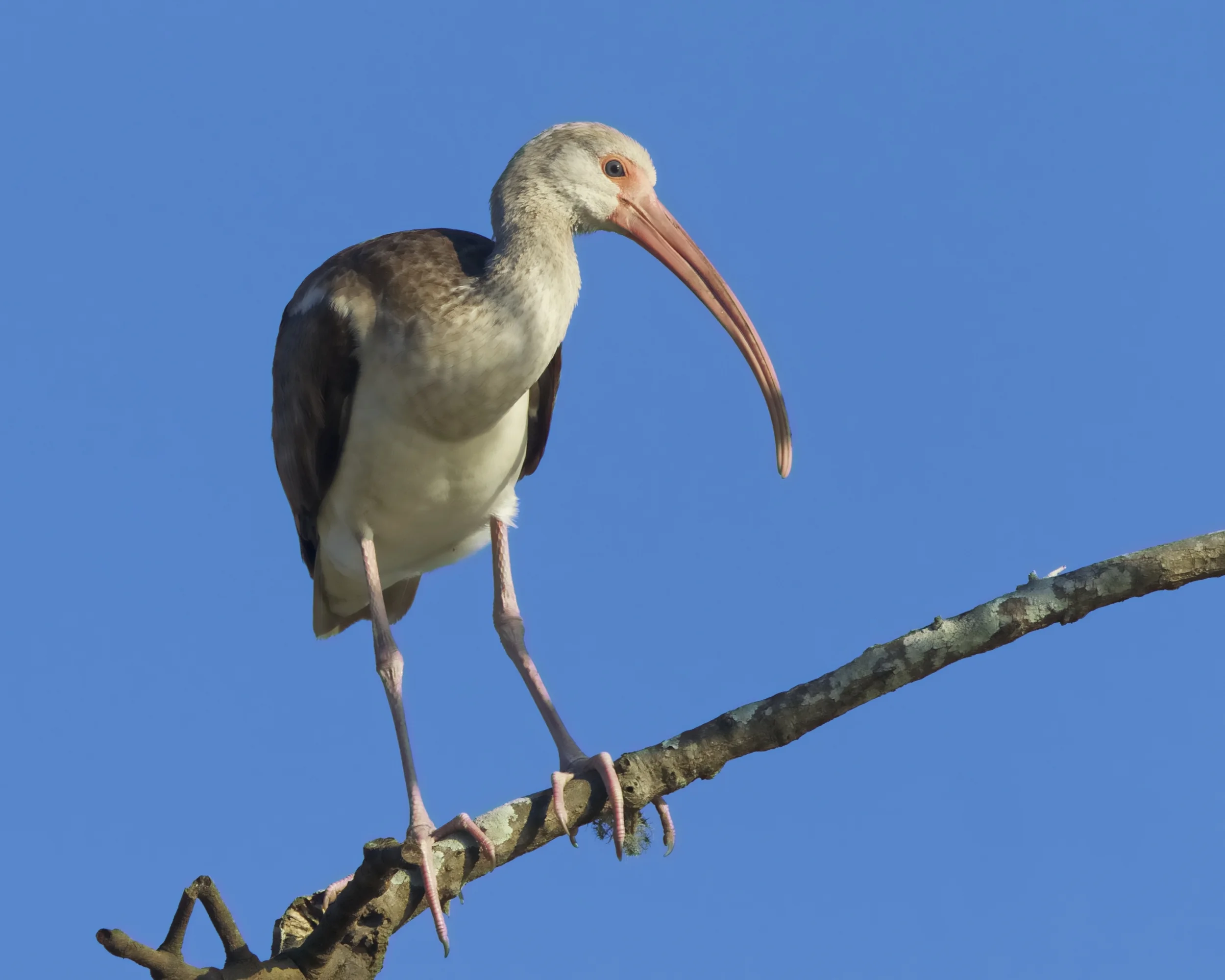Bird on a limb !