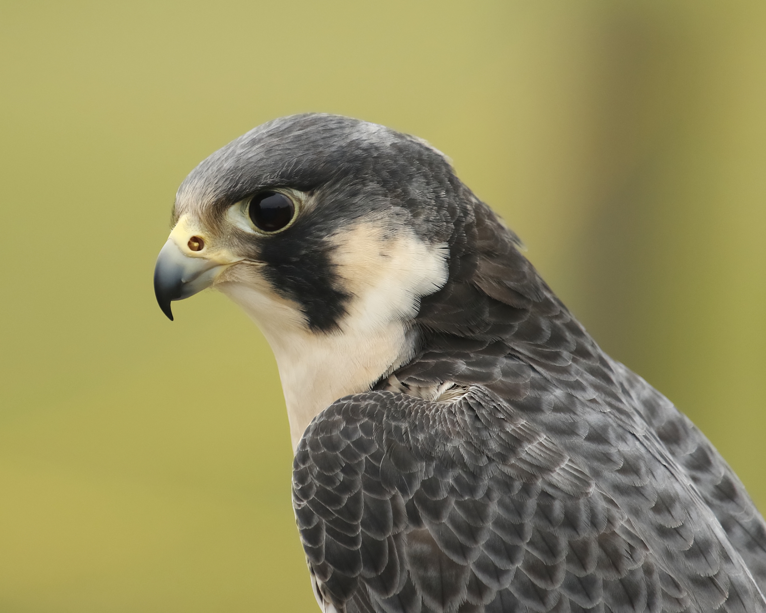 Peregrine Falcon Profile