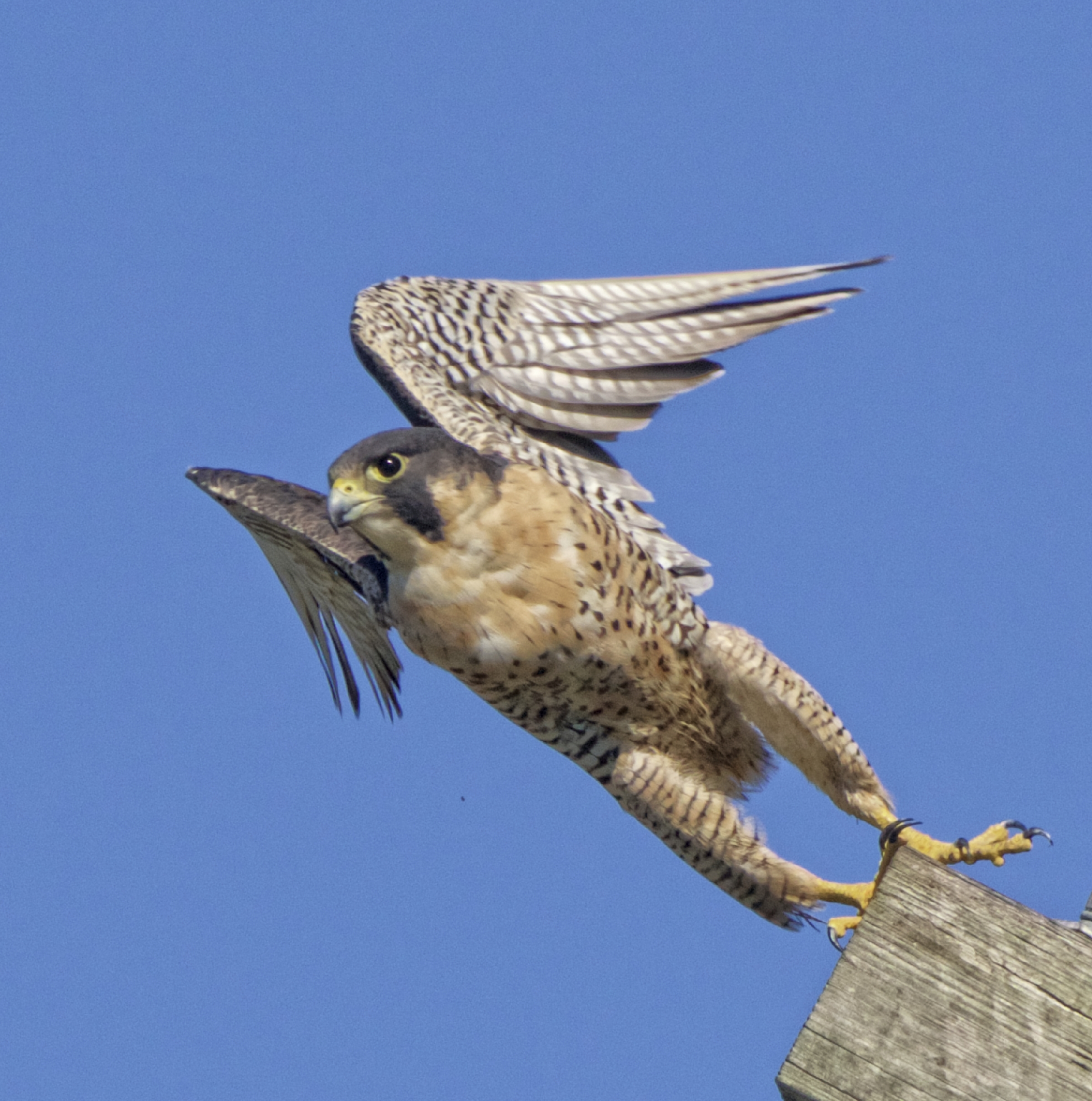 Lift off of a young Peregrine Falcon