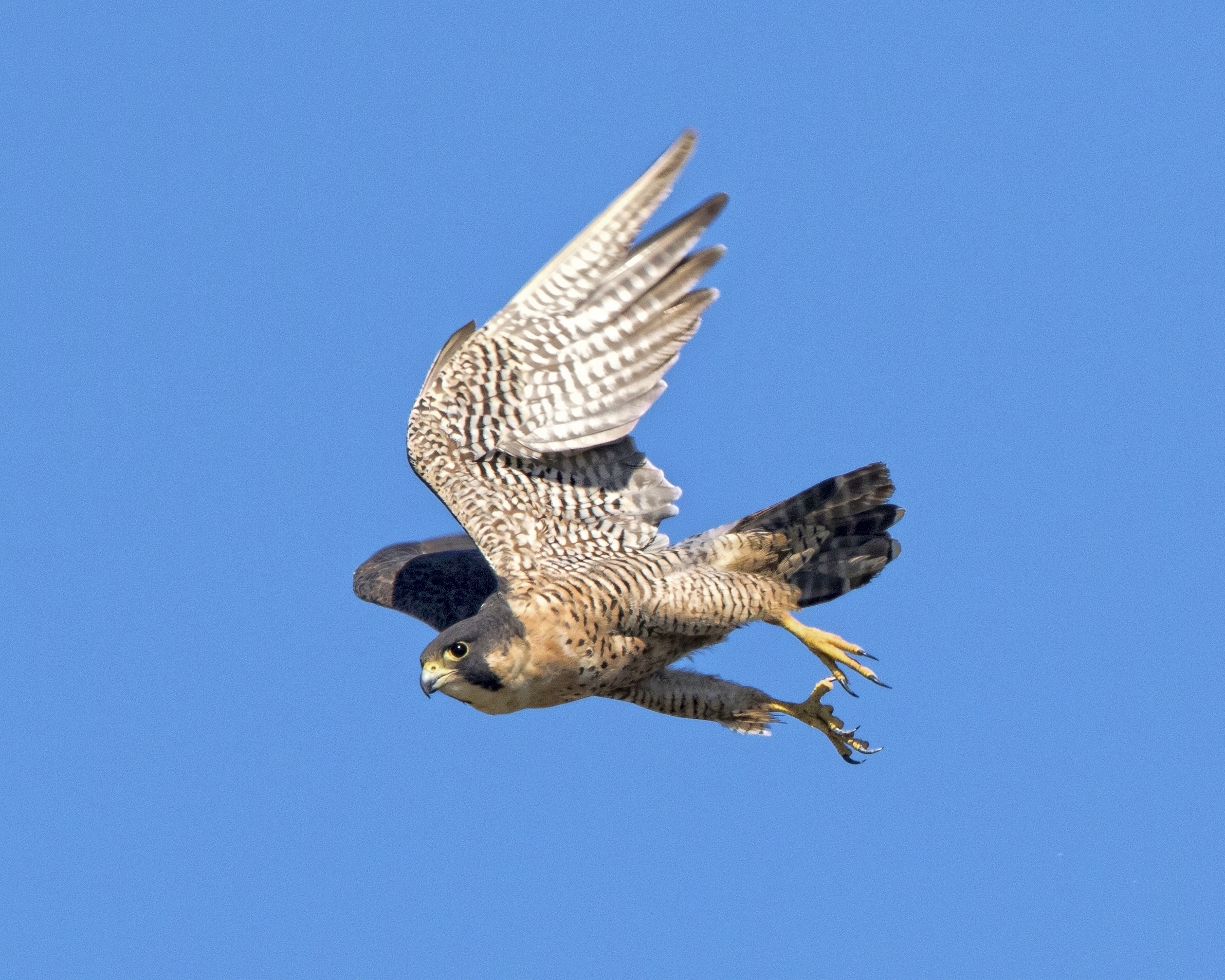 The second largest of the Falcons and favorite of many falconers..eye on the prey
