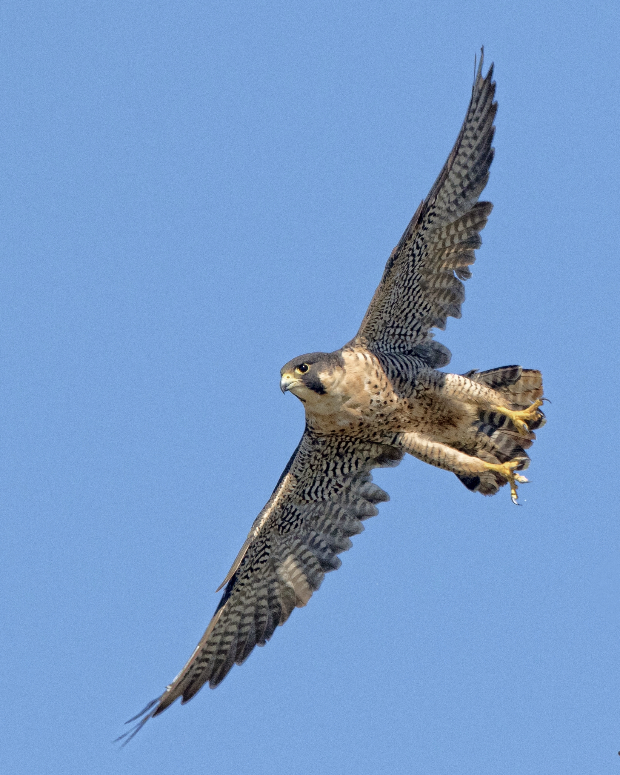This was my favorite capture of this magnificent raptor