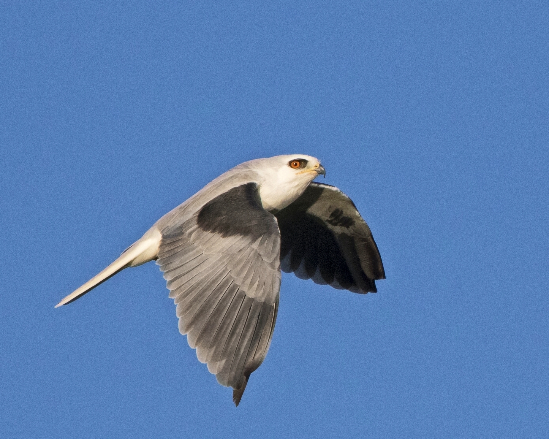 White-tailed Kite, note the red eyes...