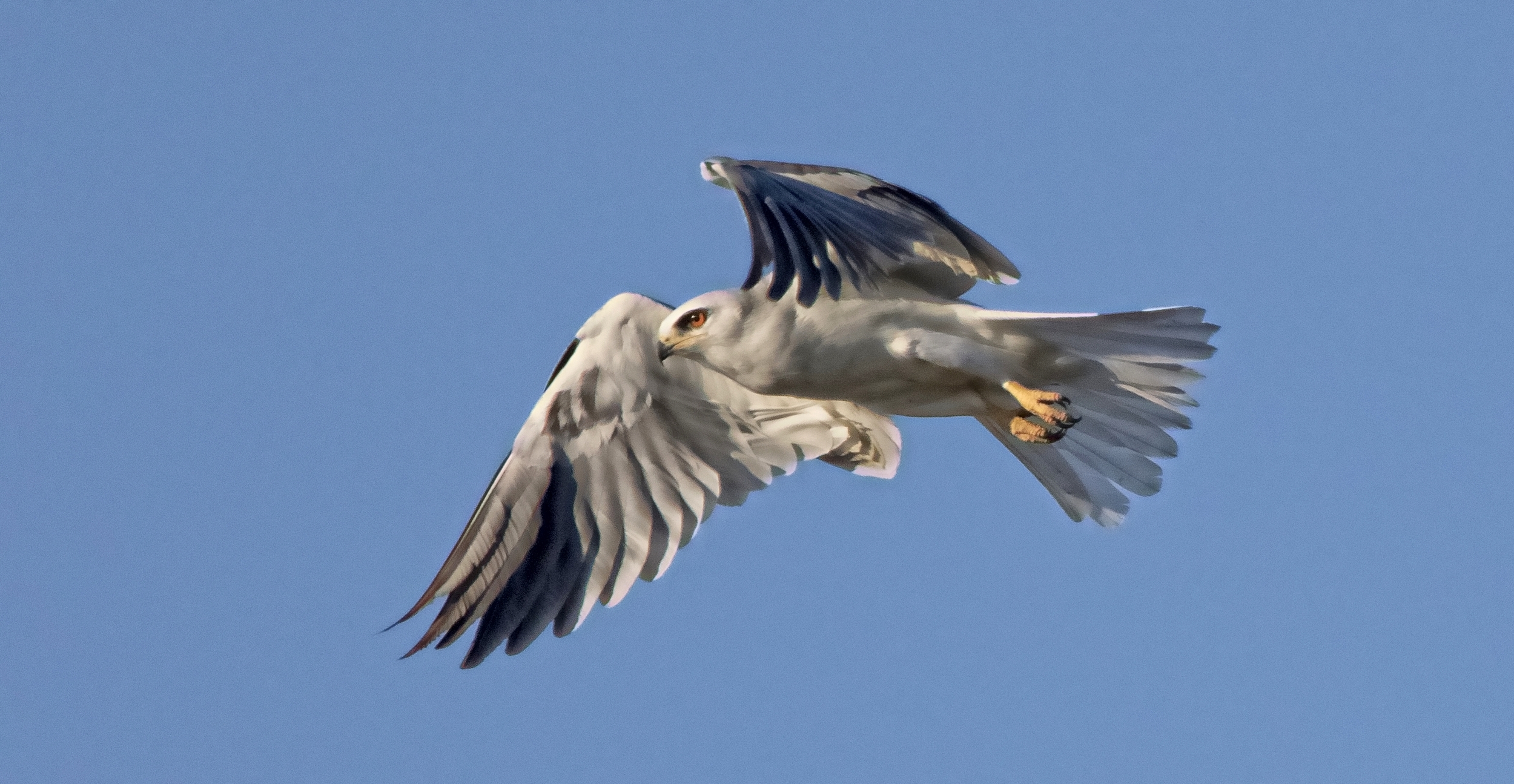 Lift off of White-tailed Kite