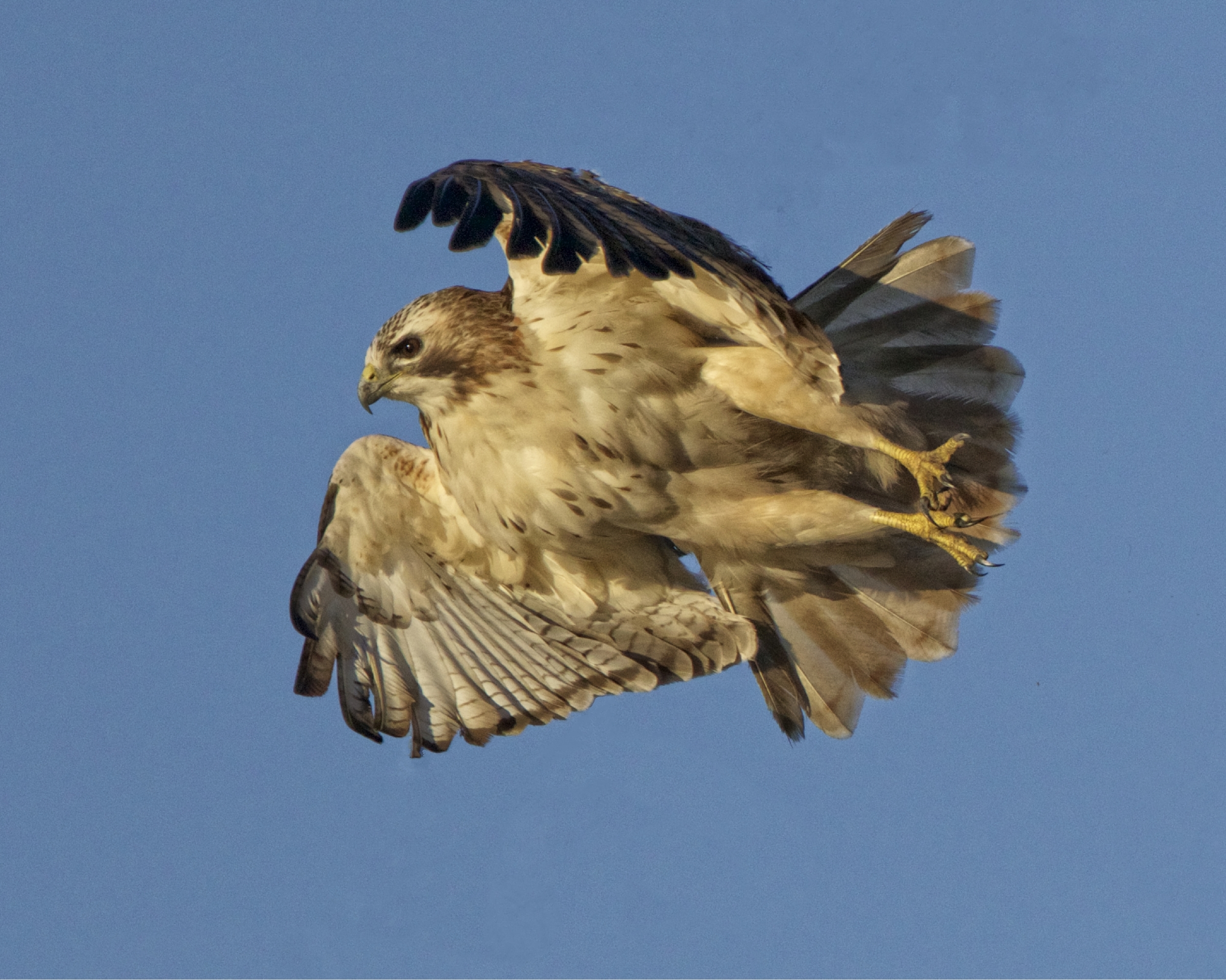 One of the many Red-tailed Hawks we saw...lifting off..