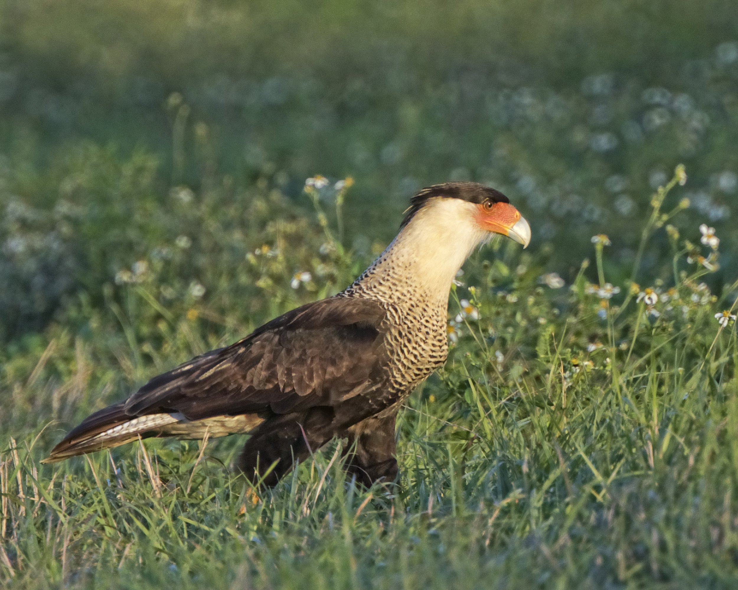 Caracara looks for road kill..