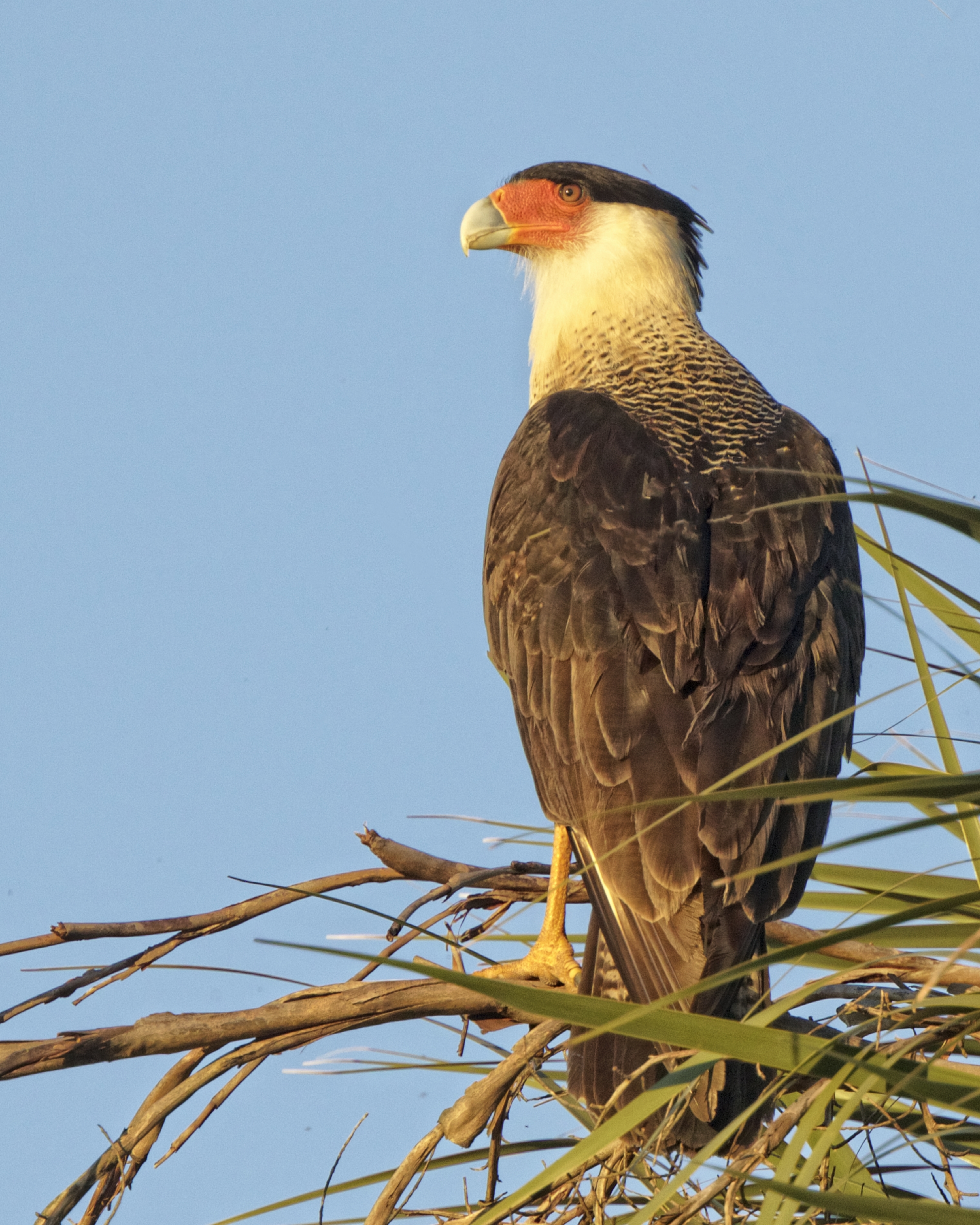 This Caracara is mainly a feeder of carrion or road kill