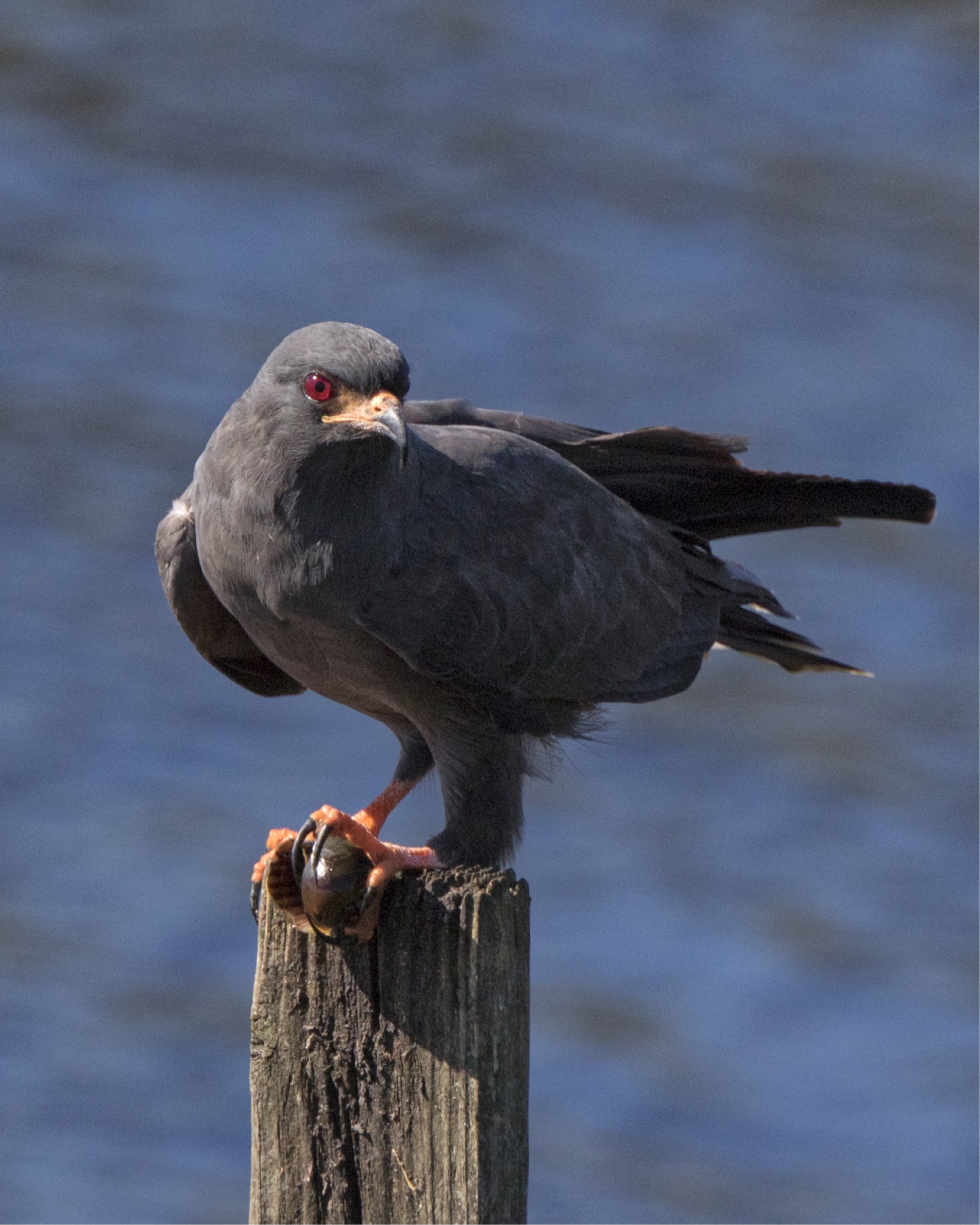 I hope to capture some better photos of this Snail Kite on an upcoming expedition..It is holding an Apple Snail, its favorite food.