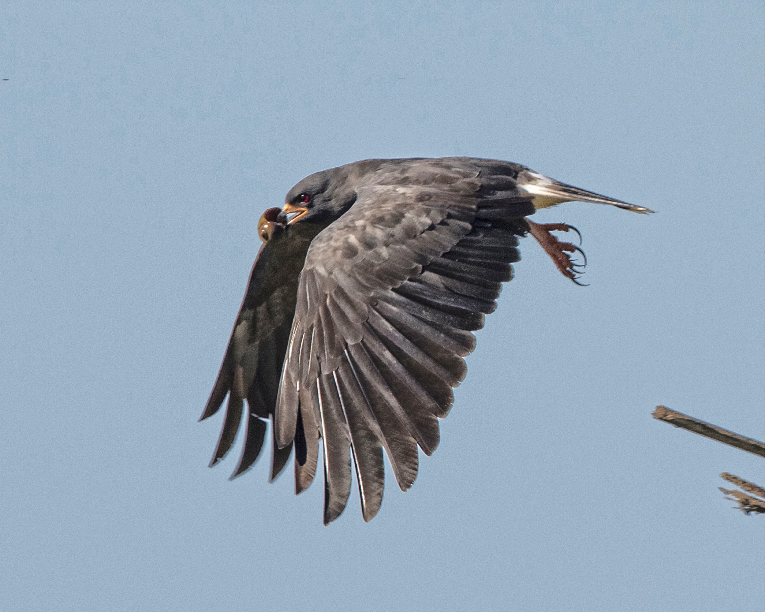 Snail Kite male in flight with apple snail snack..
