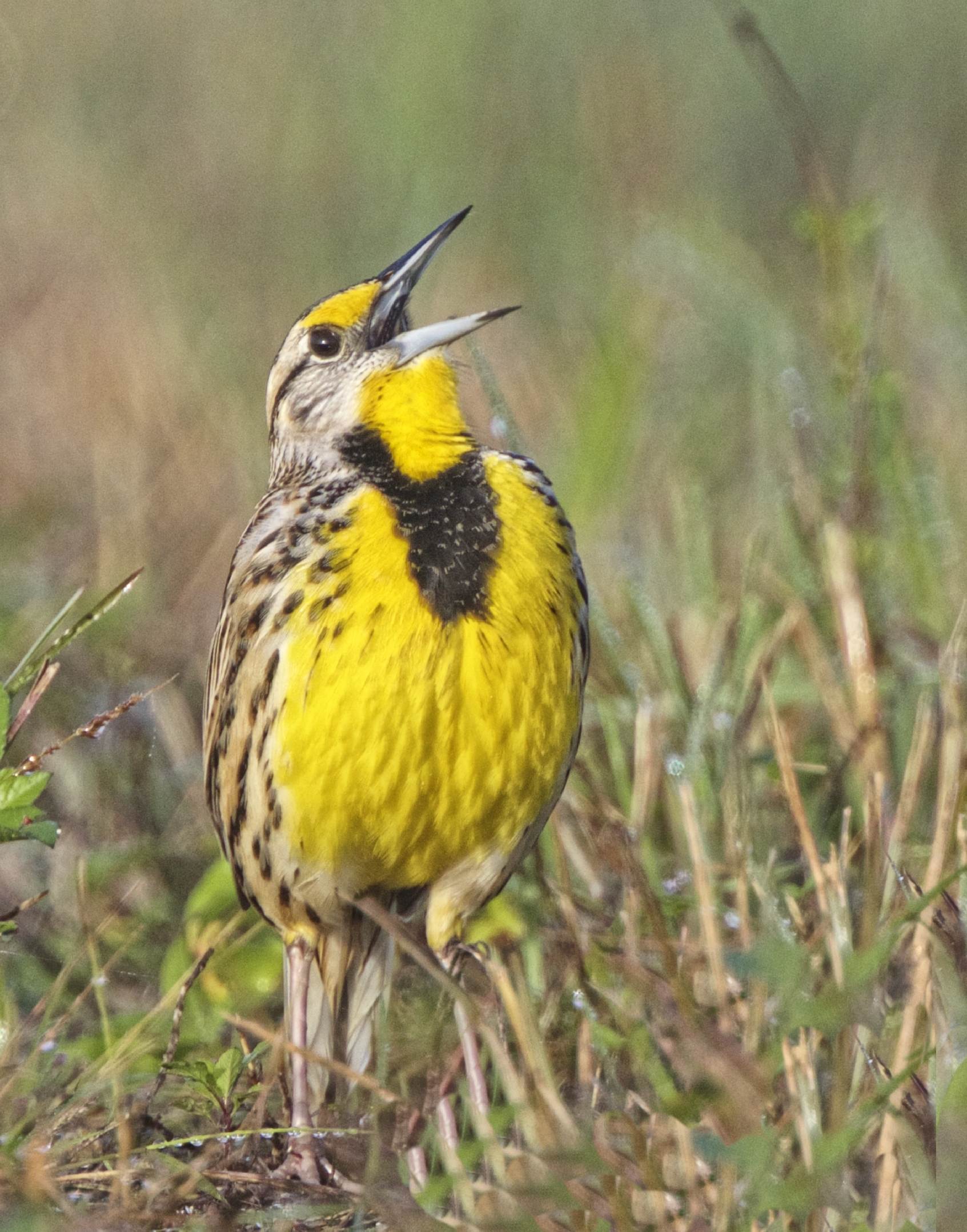 A Meadowlark mimics Willliam's bird call in the morning light..