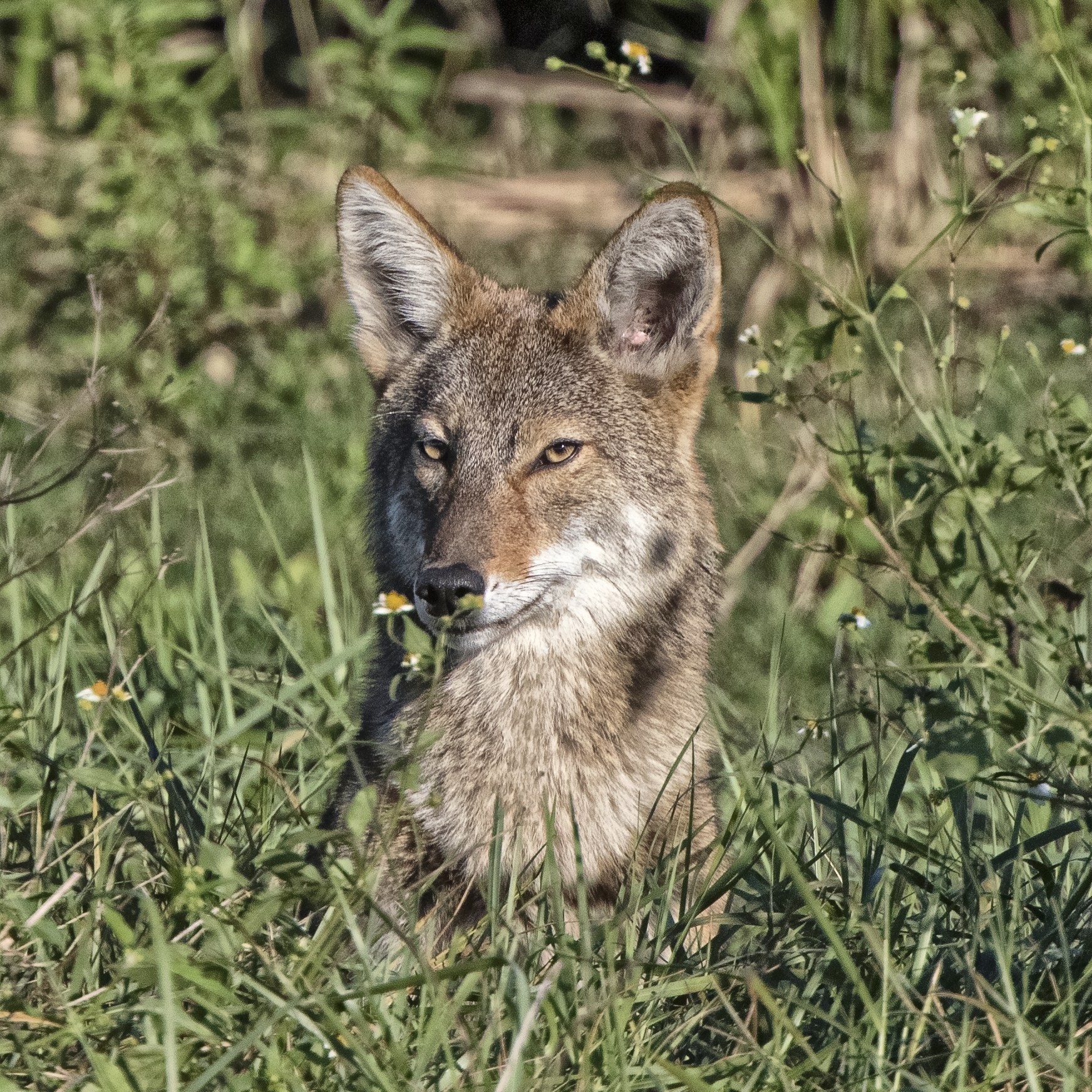 Although I missed my "Gray Ghost" shot, I got this beautiful wild "Wiley Coyote" stopping to smell the flowers...and observe us watching him..