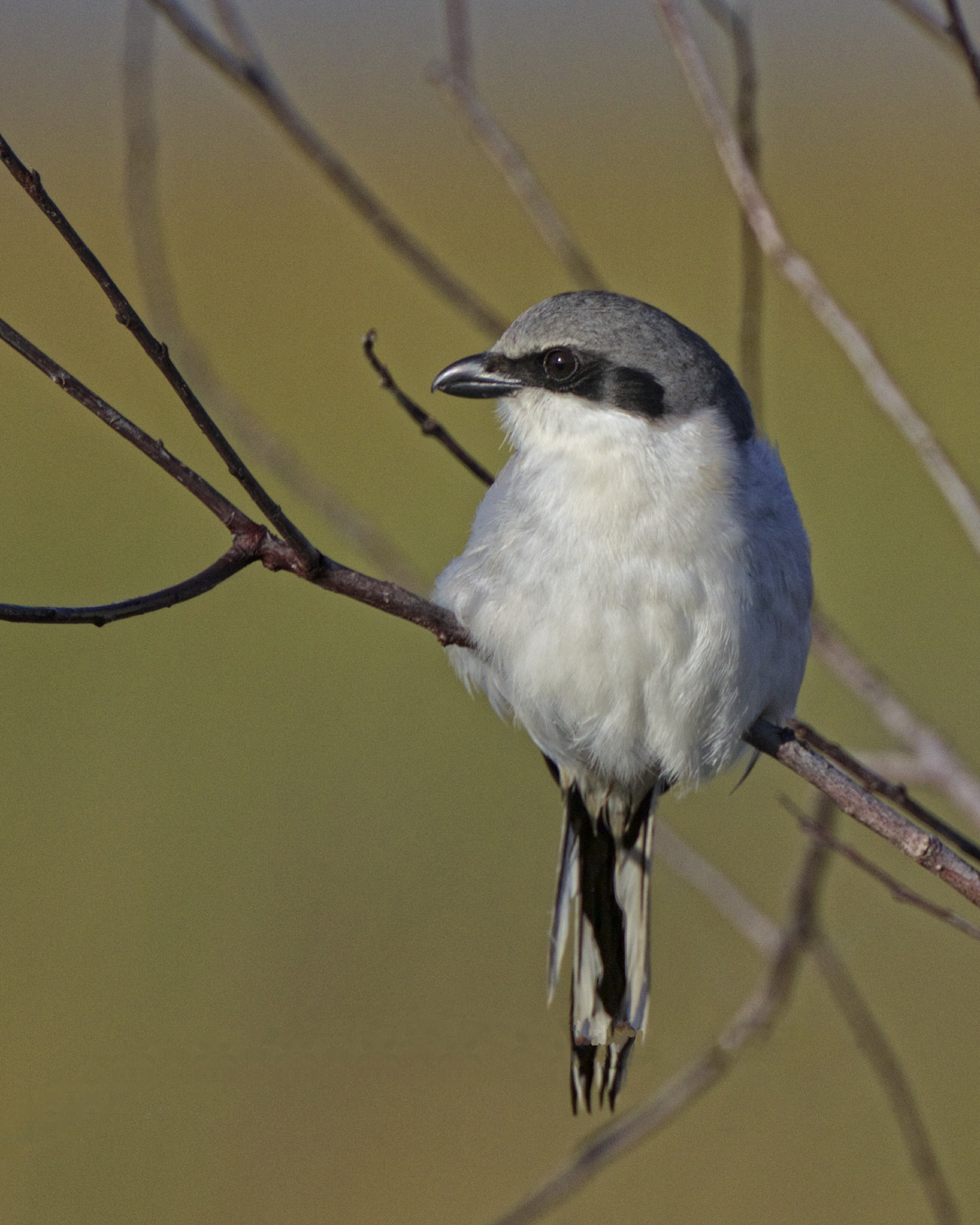 Loggerhead Shrike profile.