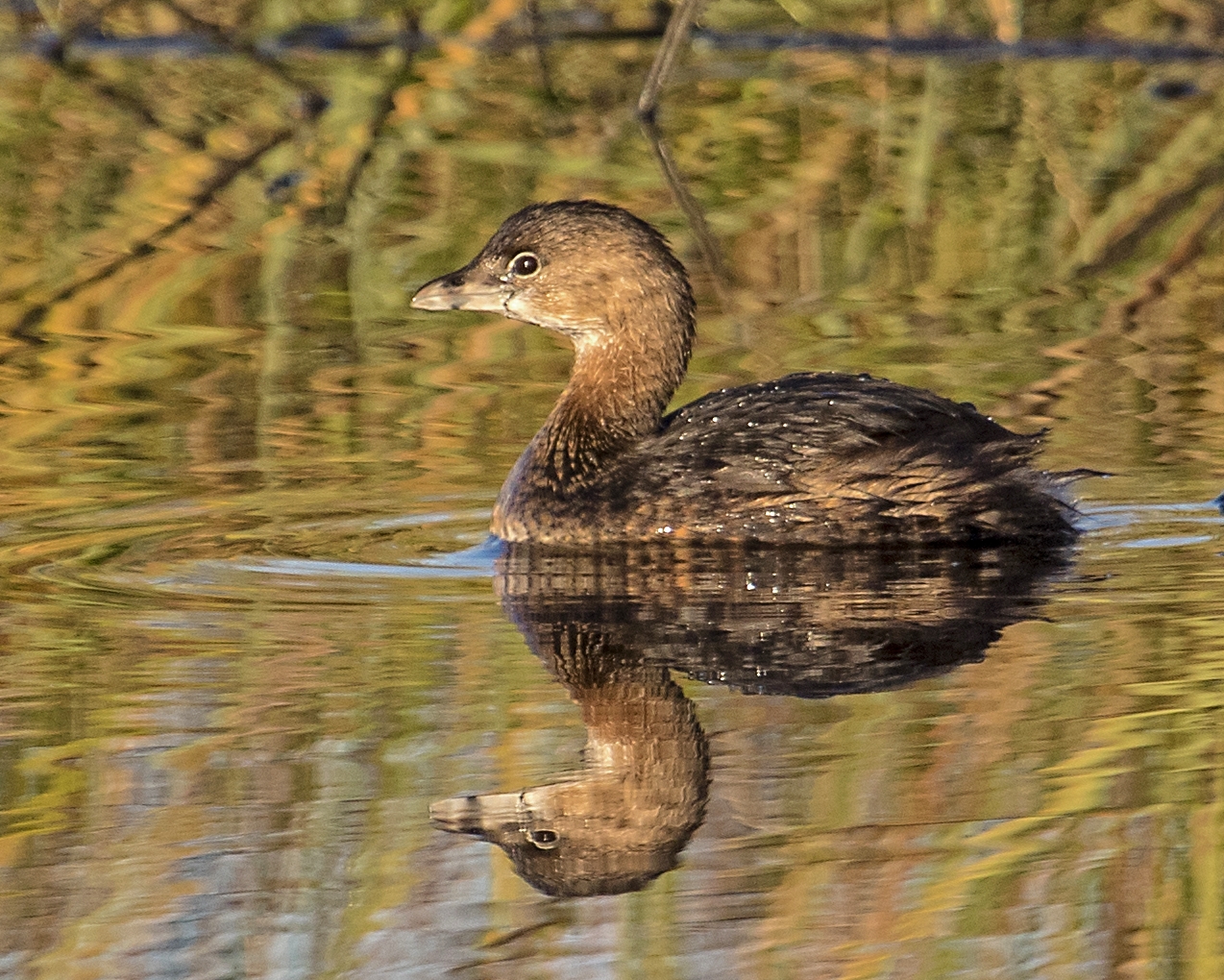 The golden hour follows the Blue hour when low angle golden light fills the marsh..