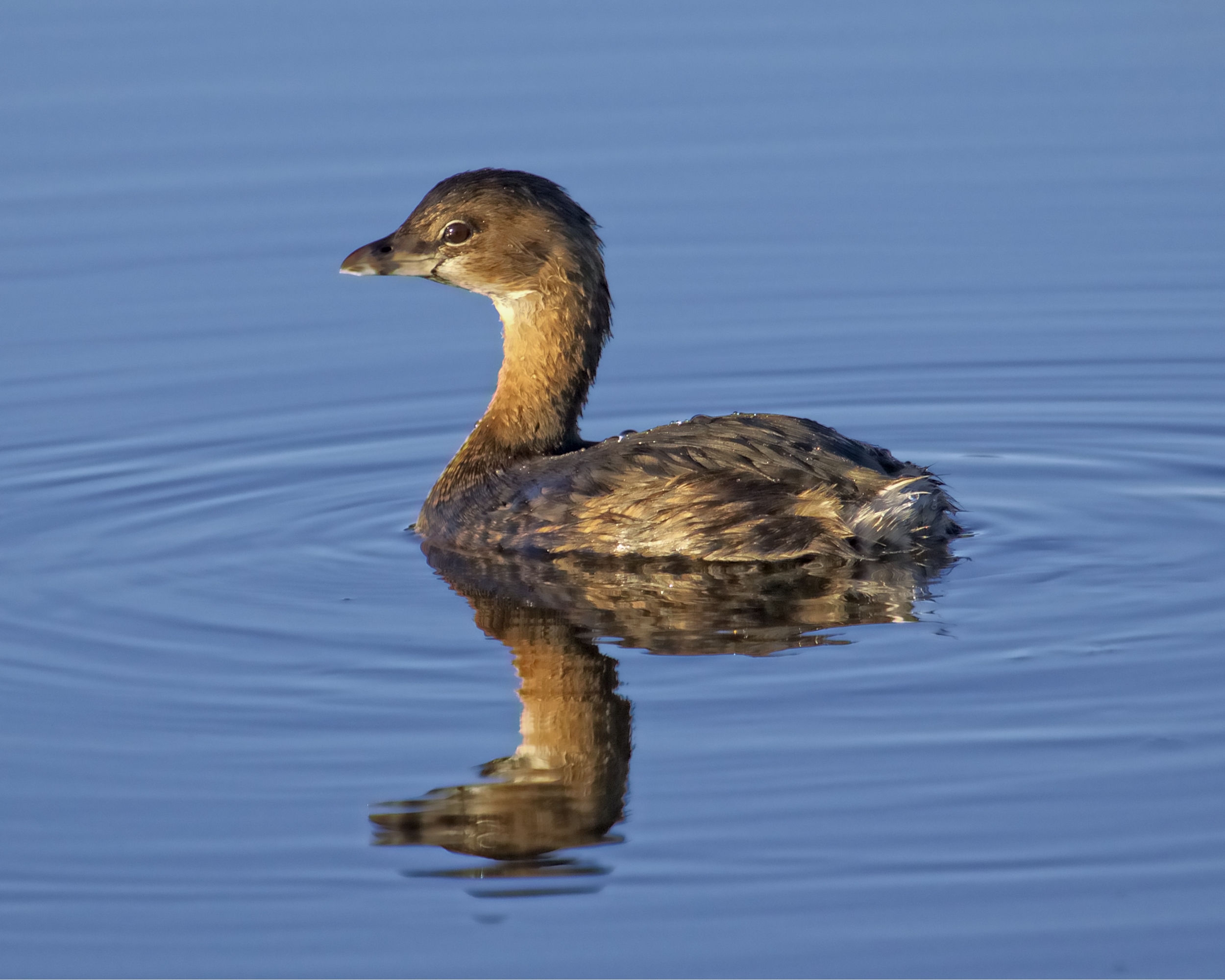 Sky Blues seem deep and rich right after dawn as this little Pied-billed Grebe gets ready to feed..