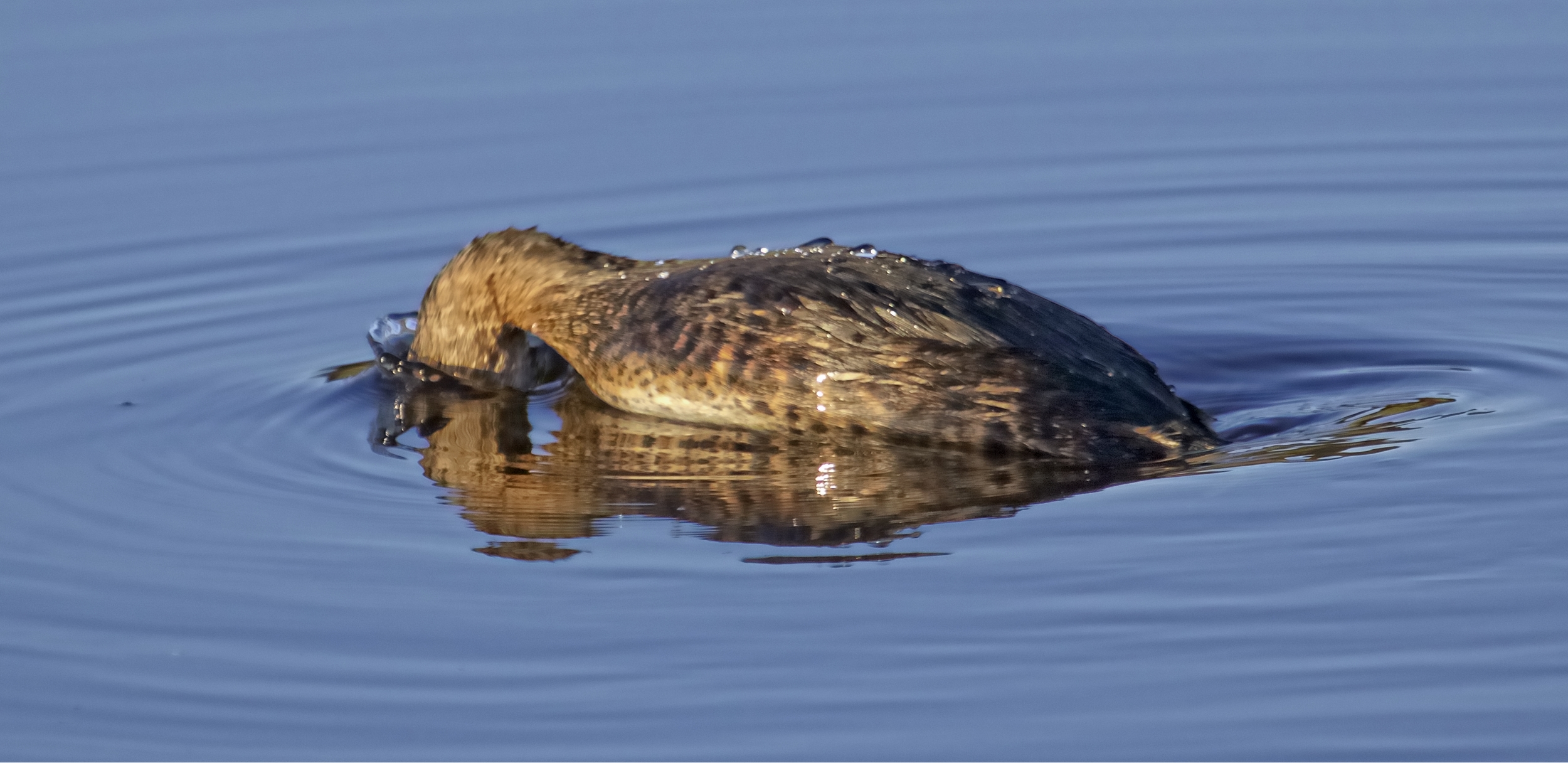 I think I see a fish!