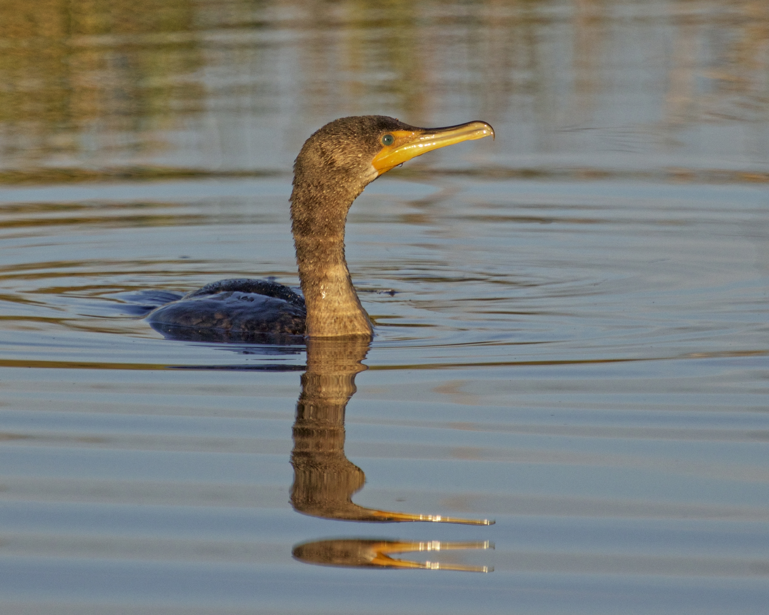A cormorant surfaces in the golden light of morning..