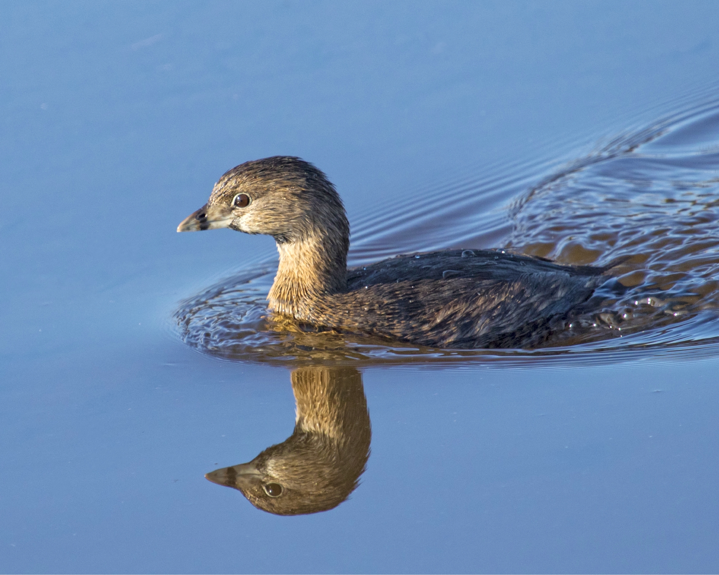 The Pied-billed Grebe didn't see its shadow so Spring will be here 20 Mar 16 rain or shine..