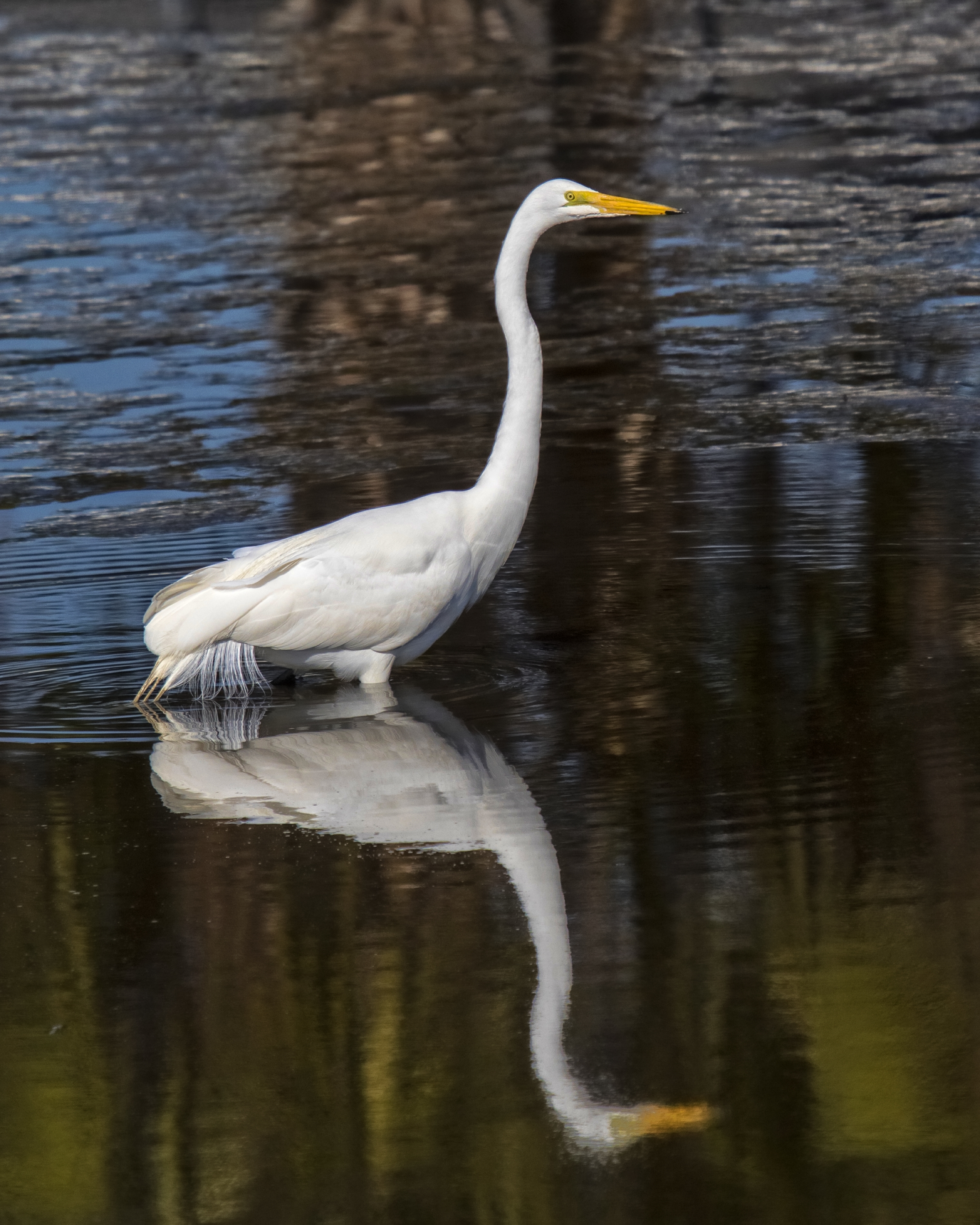 A Great Egret sits patiently in its favorite fishing hole...watching and waiting