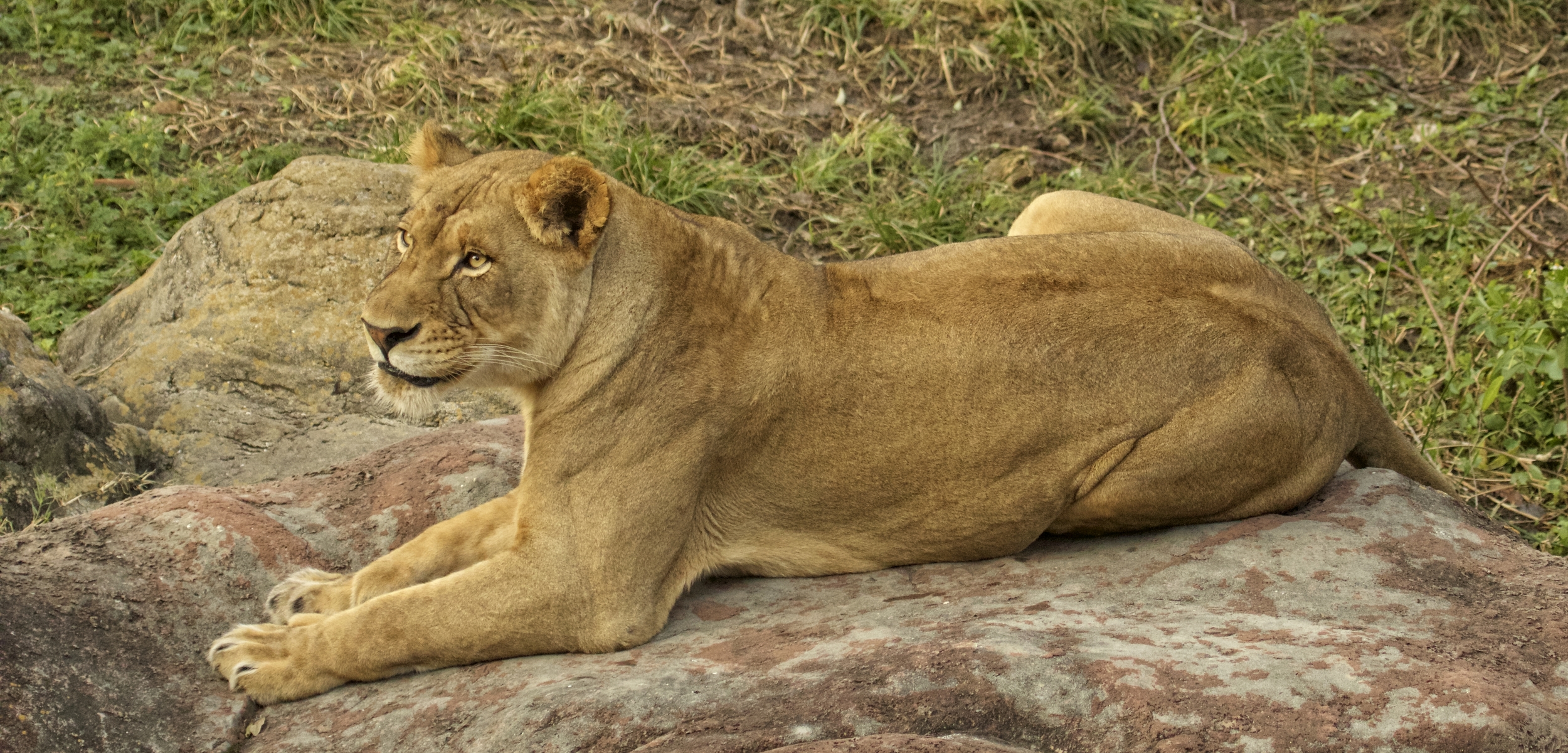 This lioness, like my Editor is resting more comfortably right now..