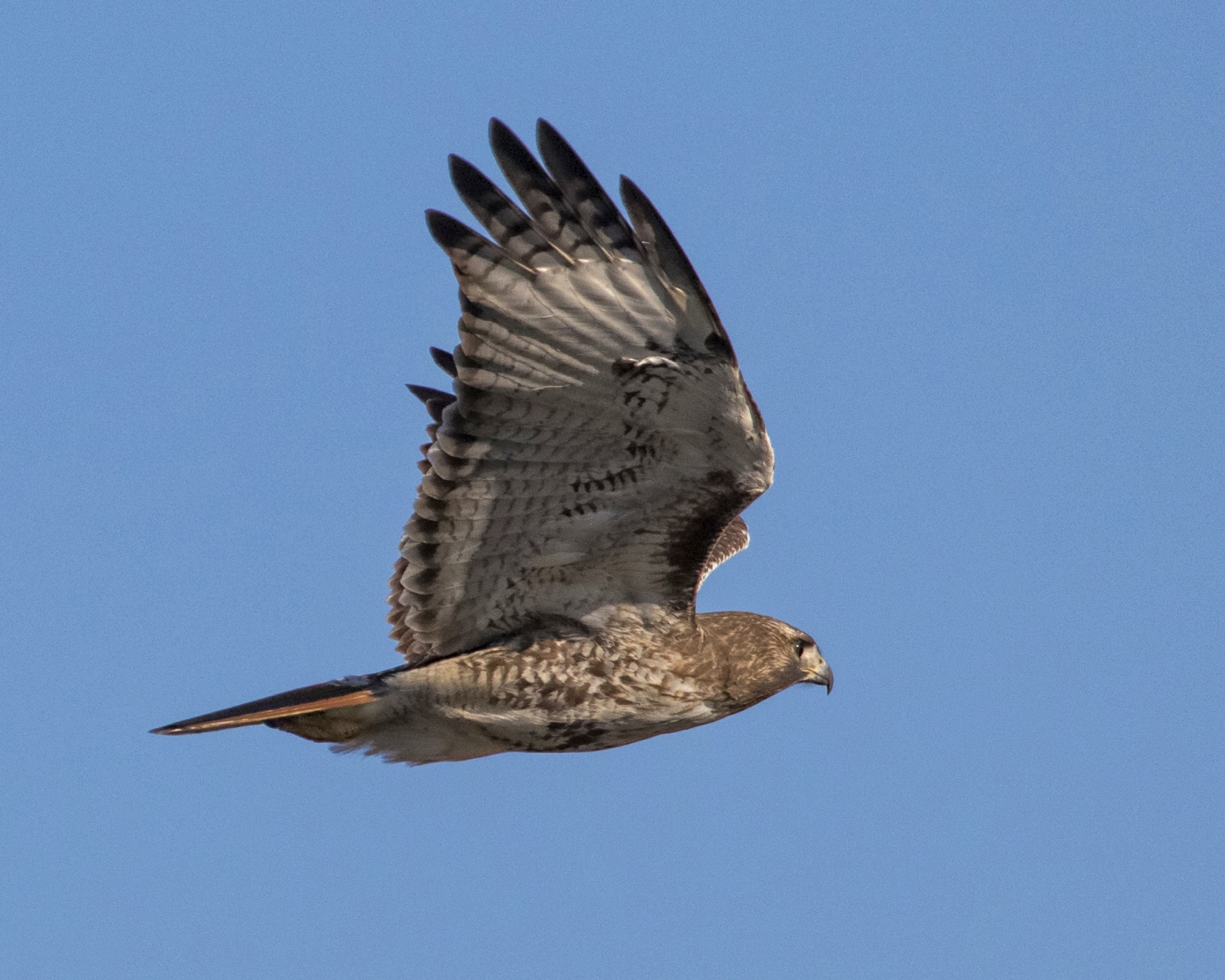 The Red-tailed "prince of the air " can be a scary sight if you see it coming at you..