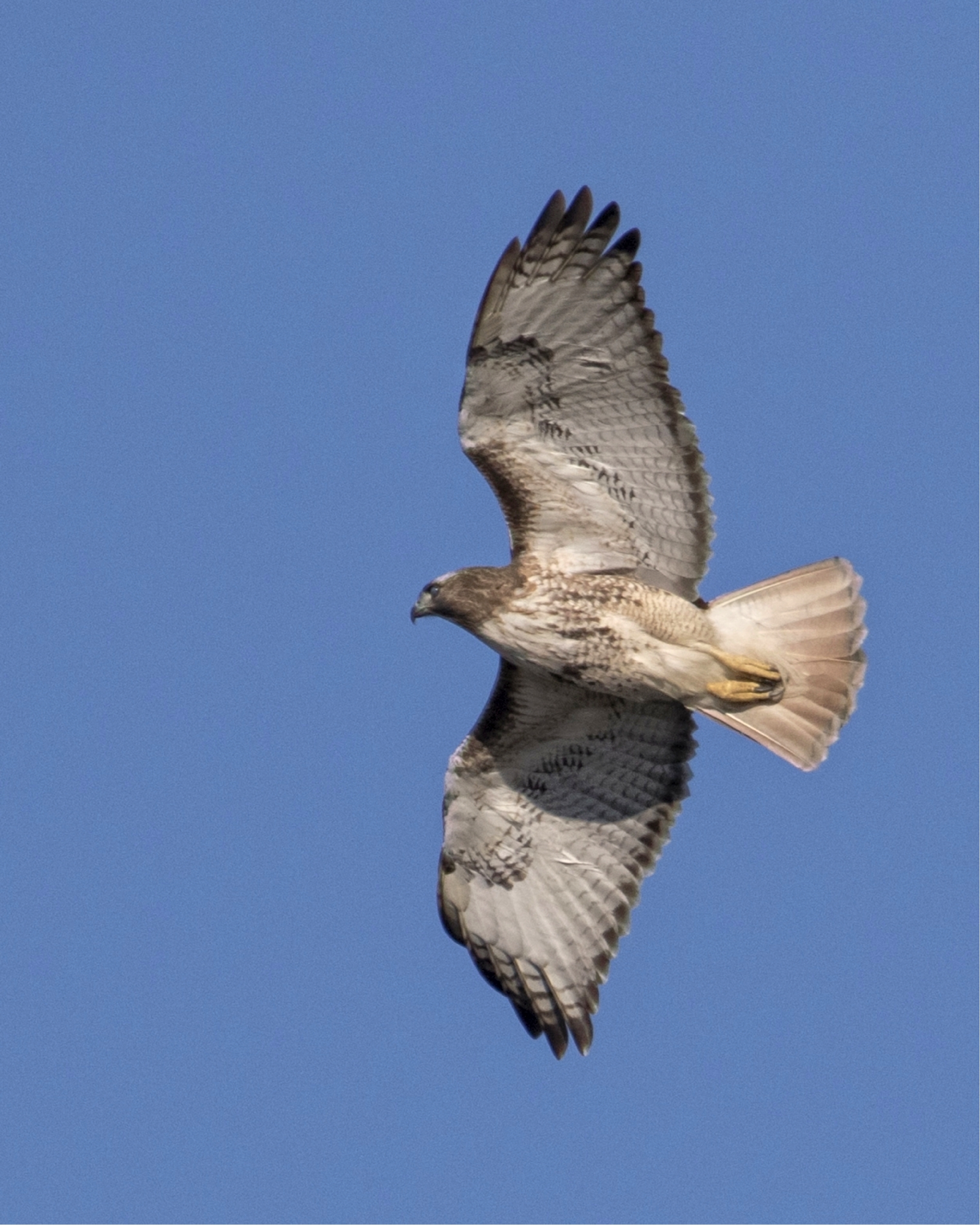 The attack on the Black Crowned Night Heron colony was sudden and silent but an alert sentry sounded the alarm.