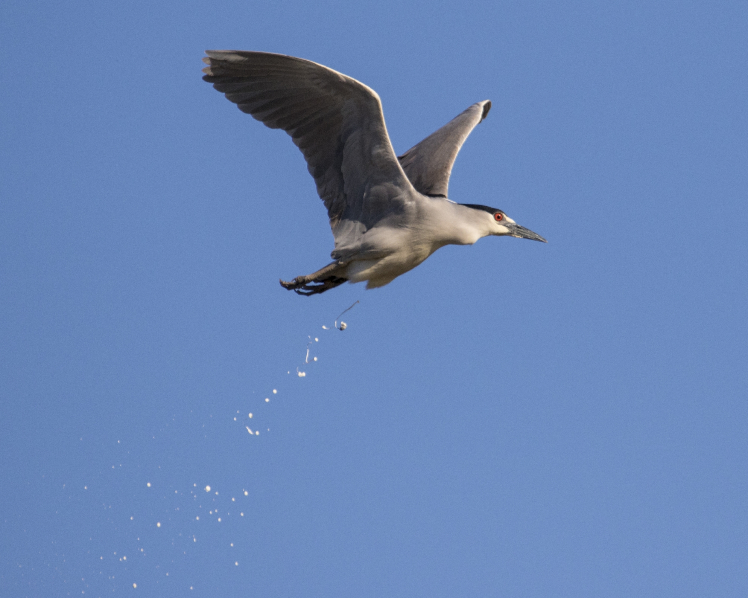 About 14 Black Crowned Herons suddenly took flight heading right towards me...scared the "you know what" out of this one...no wonder...