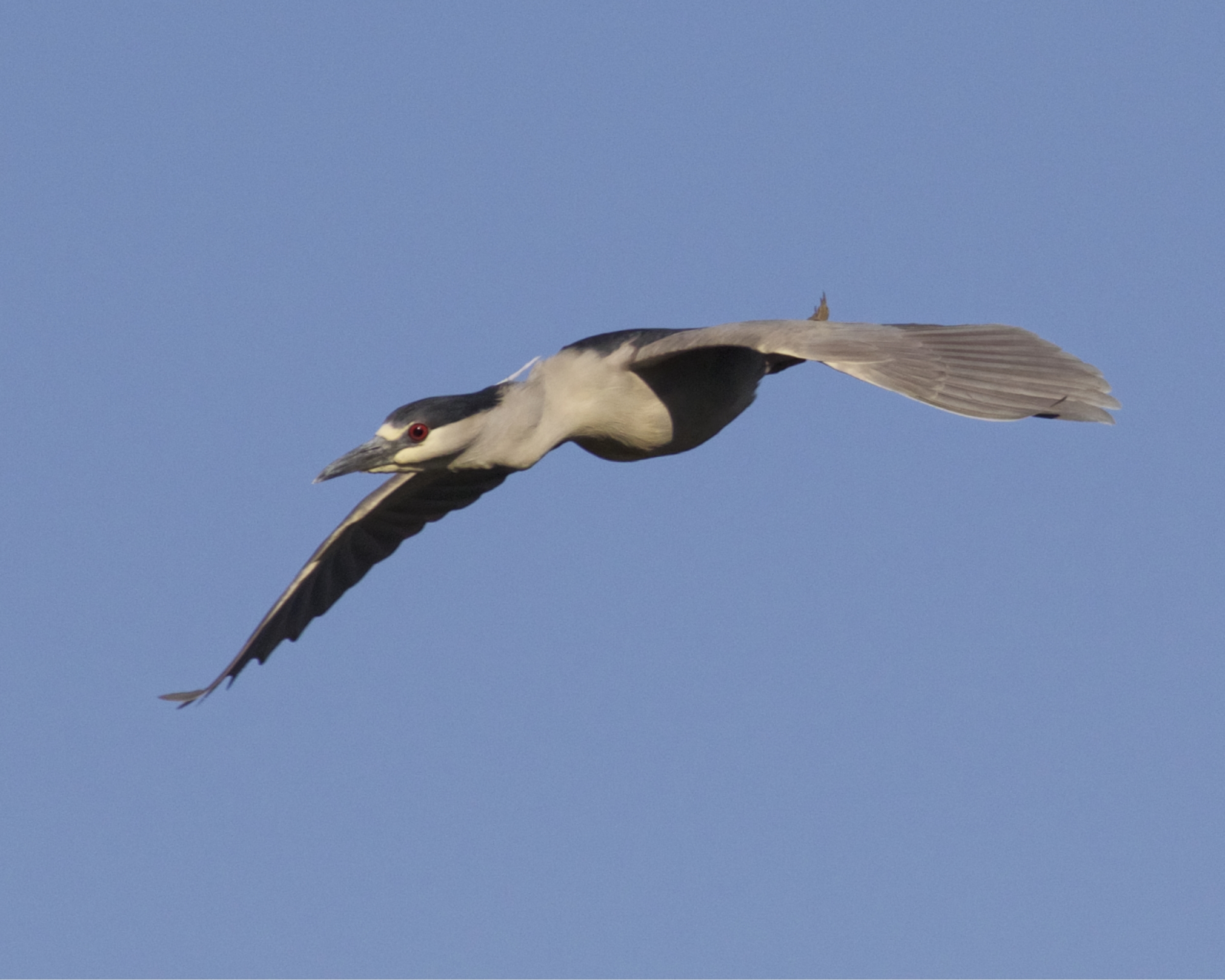 This bird passed to my left, wide eyed with flight or fright syndrome..