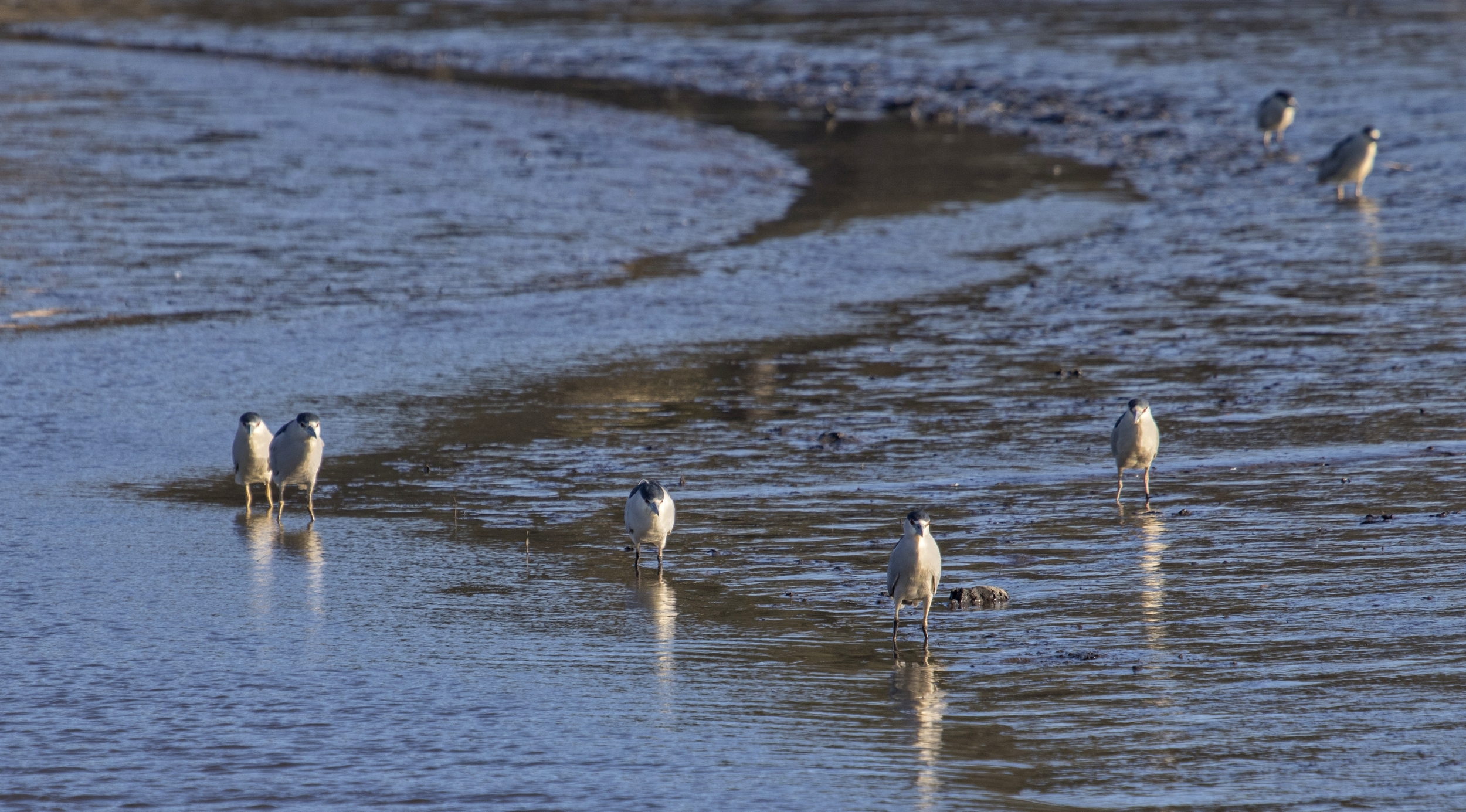 Seeing me on the dock they all took refuge on the river...someday we will too hopefully..
