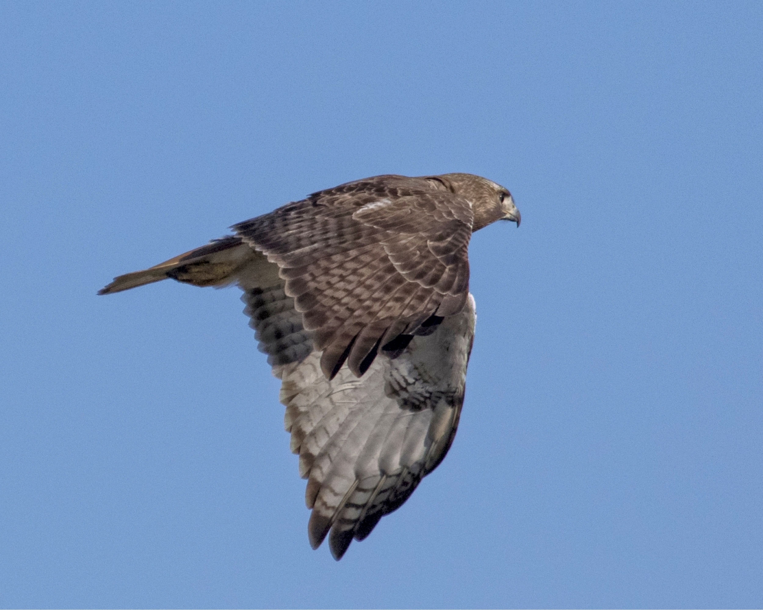 The Red-tailed Prince of the Air finally left ..without its intended prey..at least on this night..